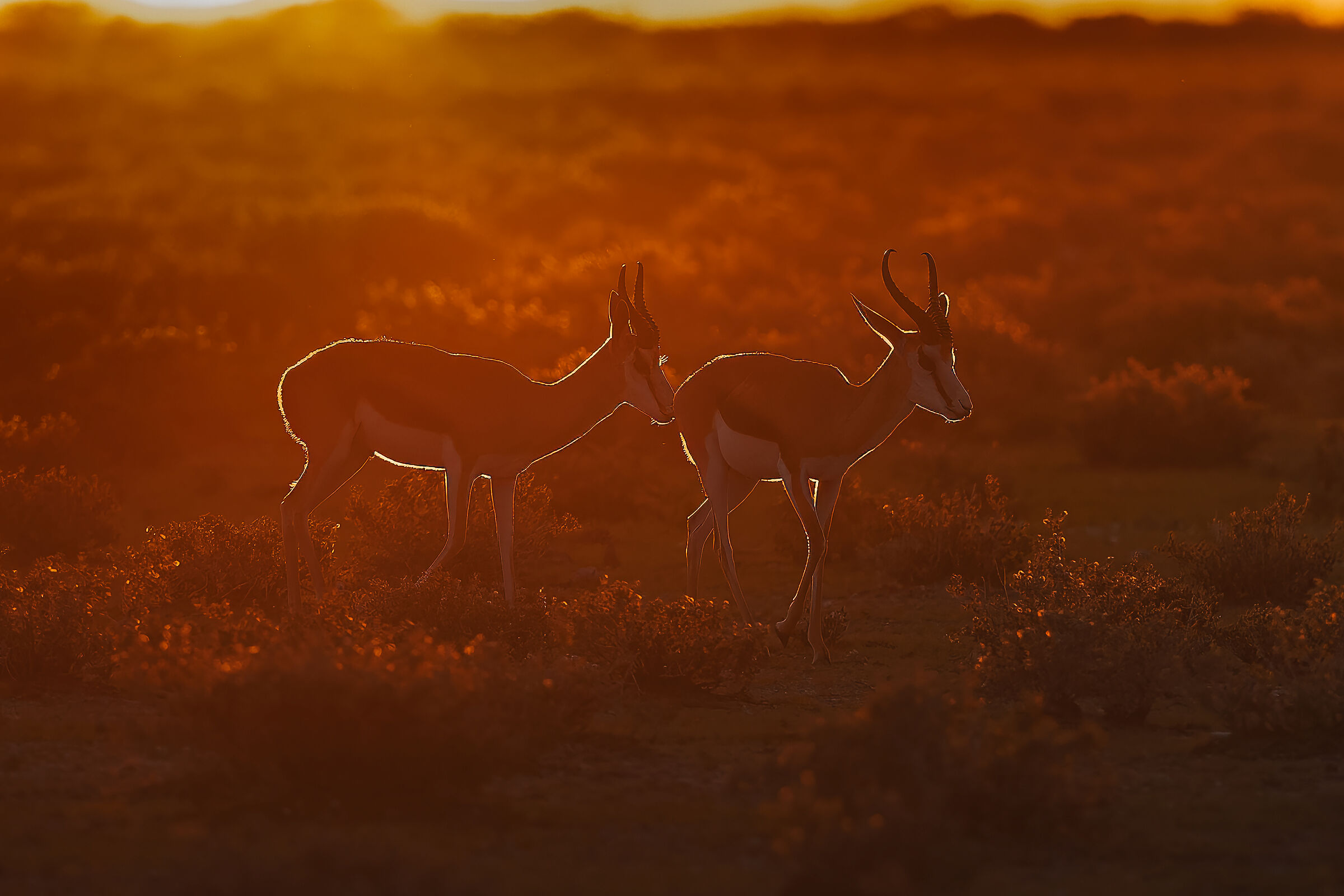 Sunrise in Etosha