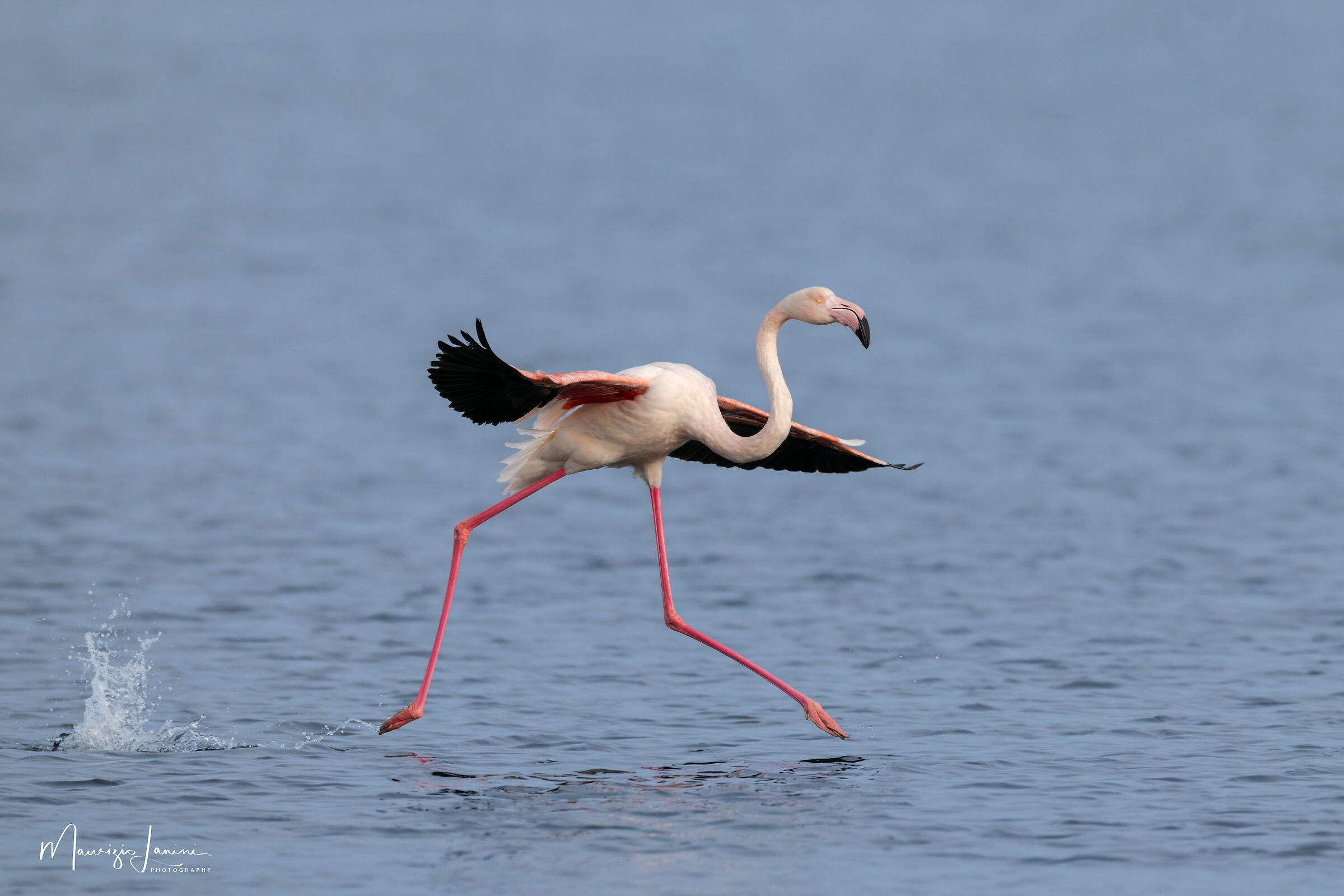 The elegance of long legs