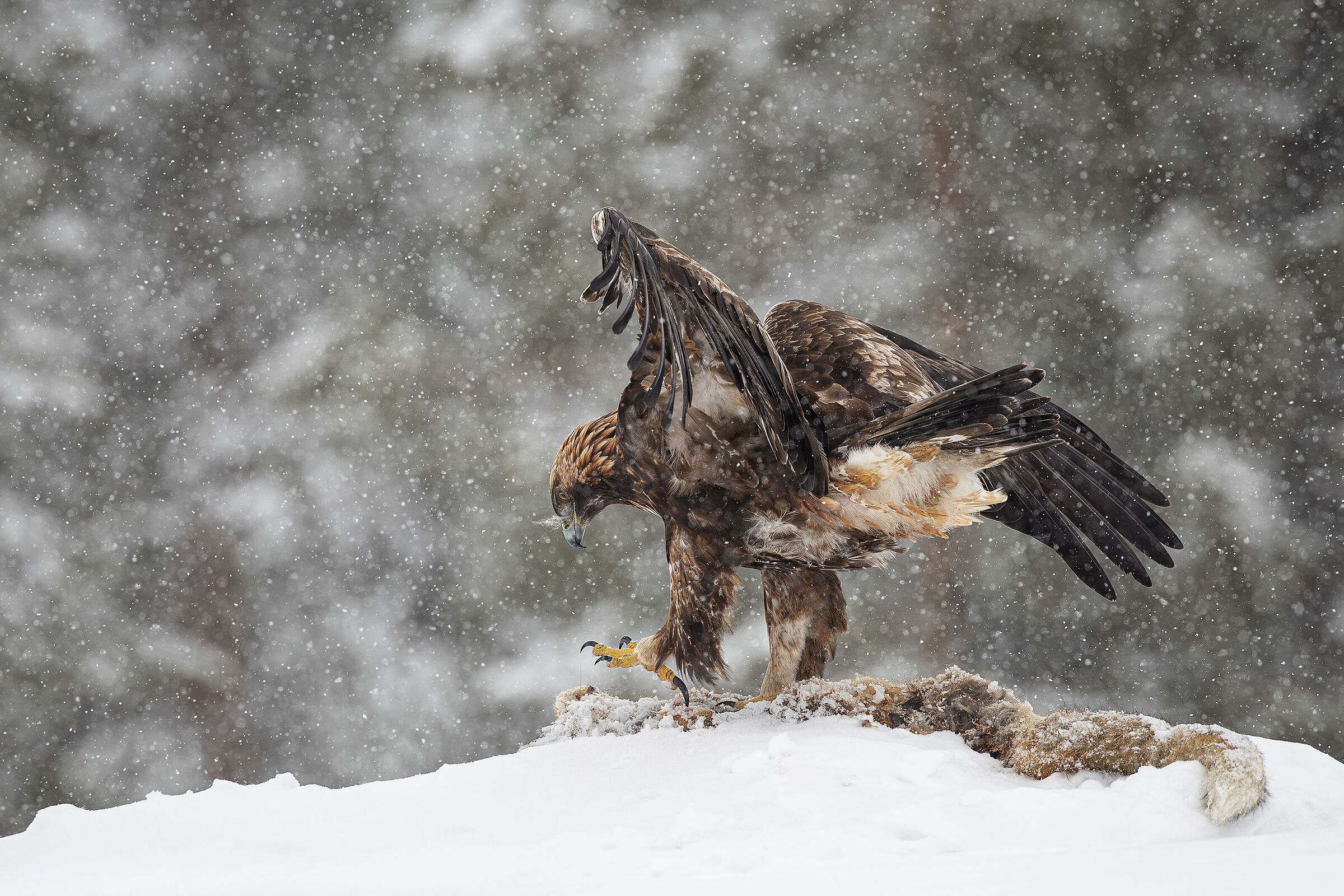 Predatore e preda nella tempesta