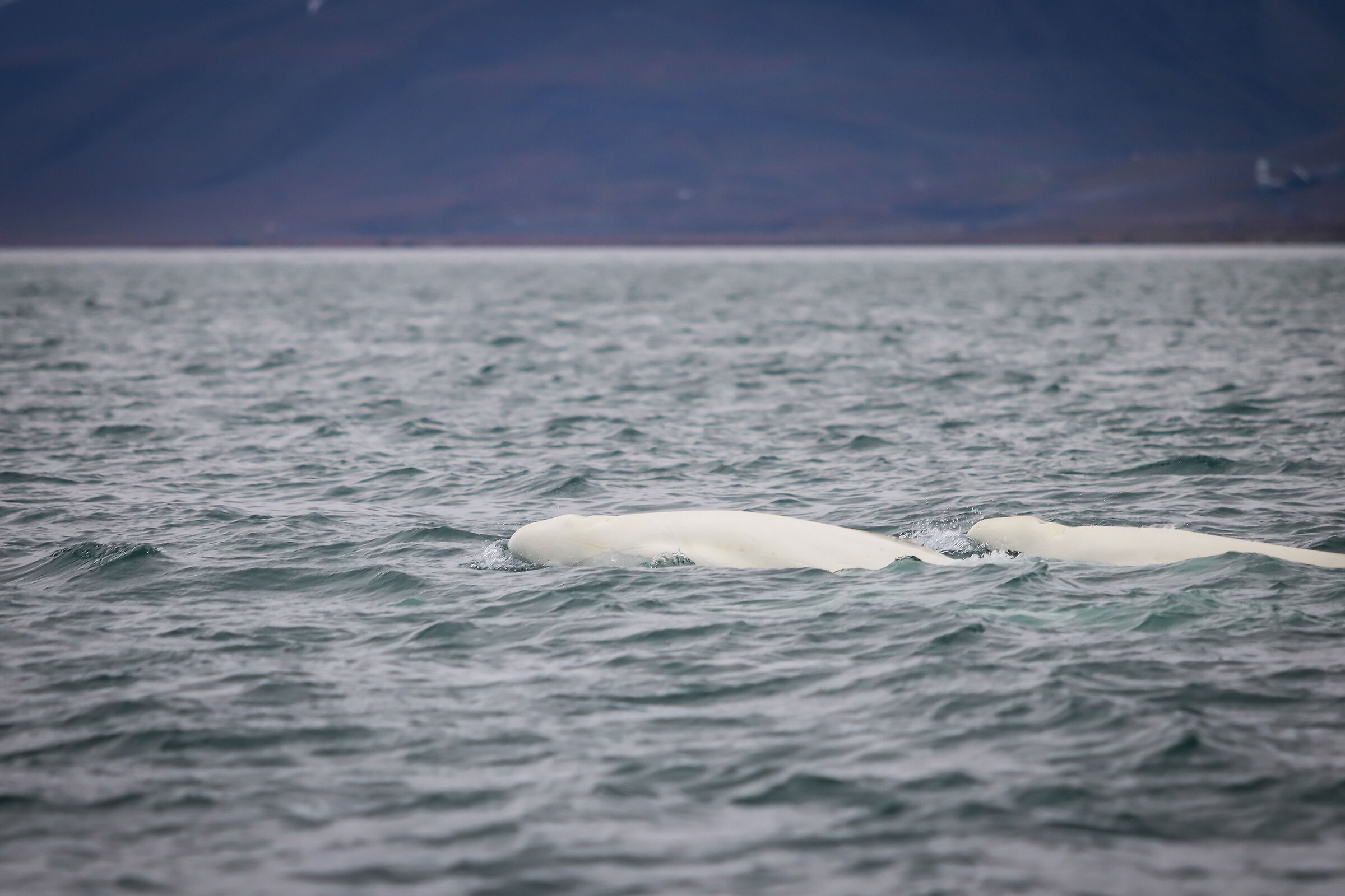 Beluga