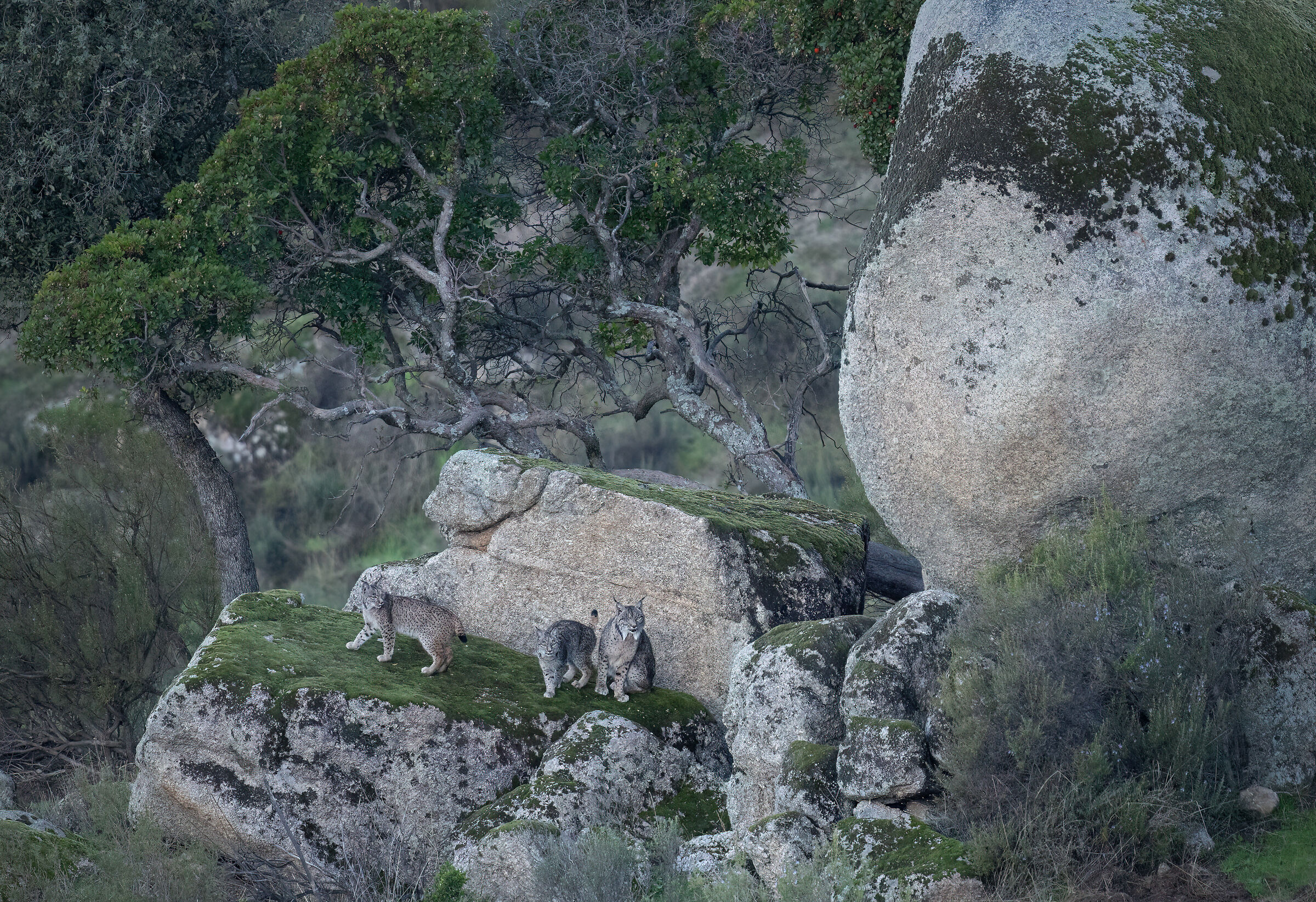 Partan lynxes