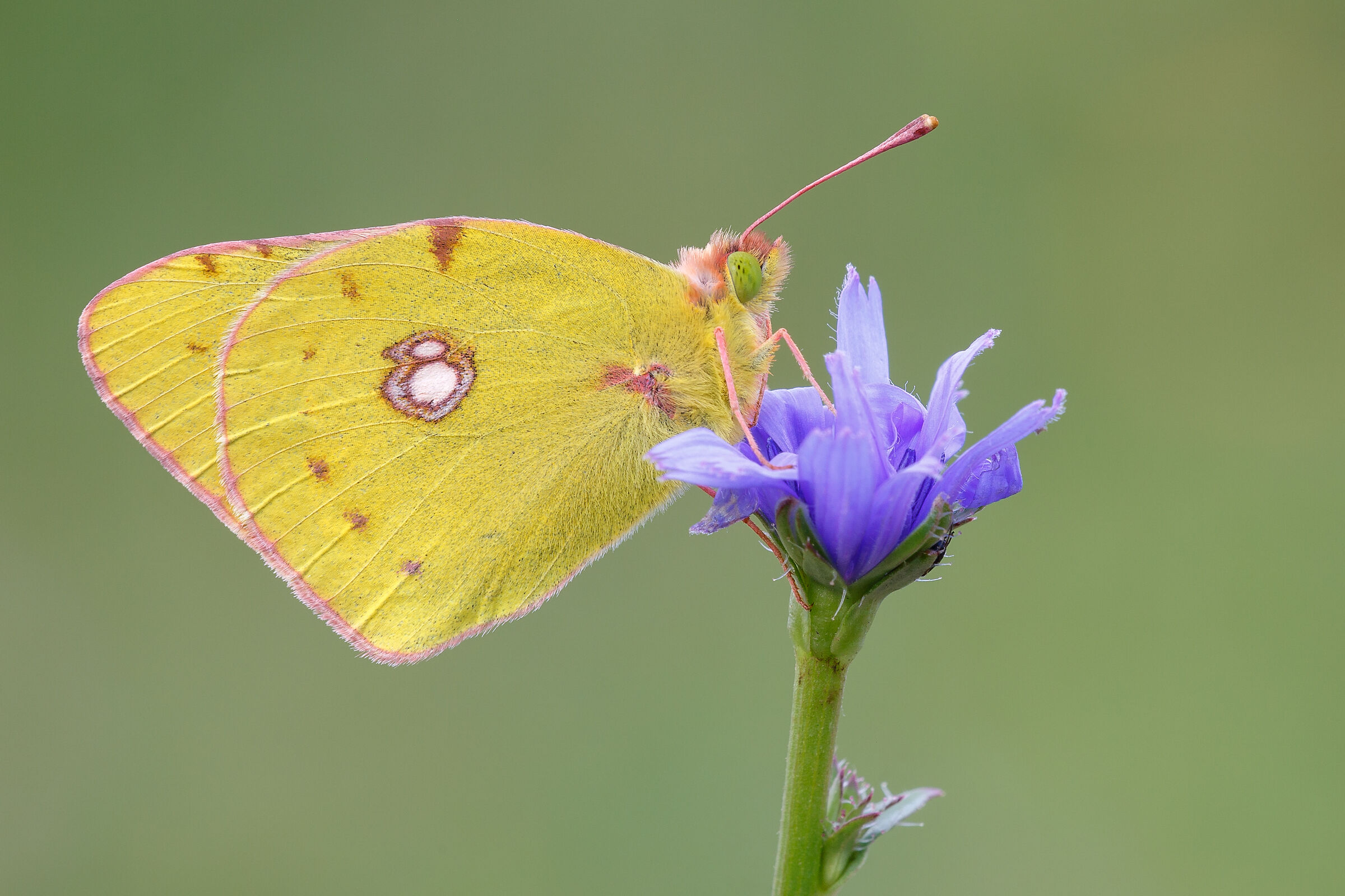 Colias crocea