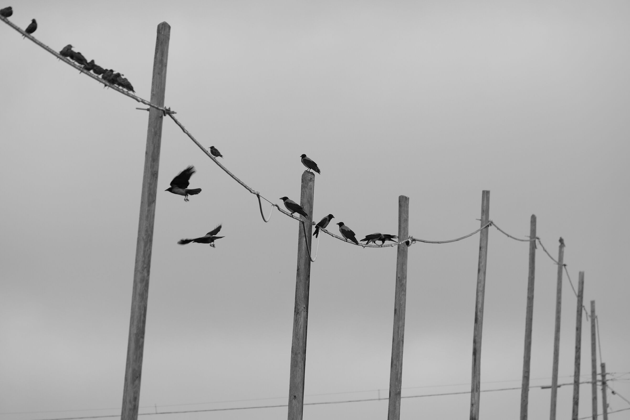 Telephone piling and birds...