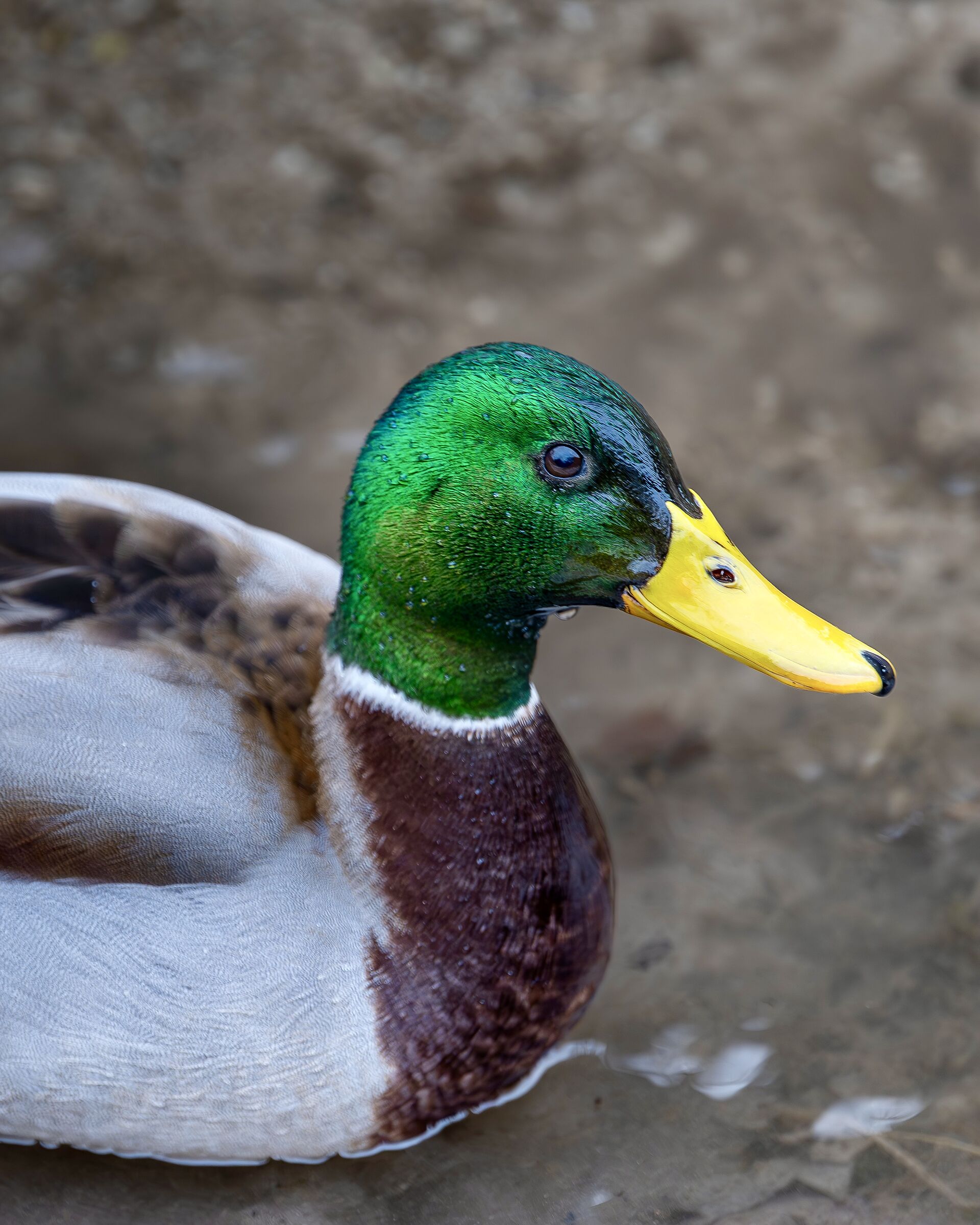 Duck portrait