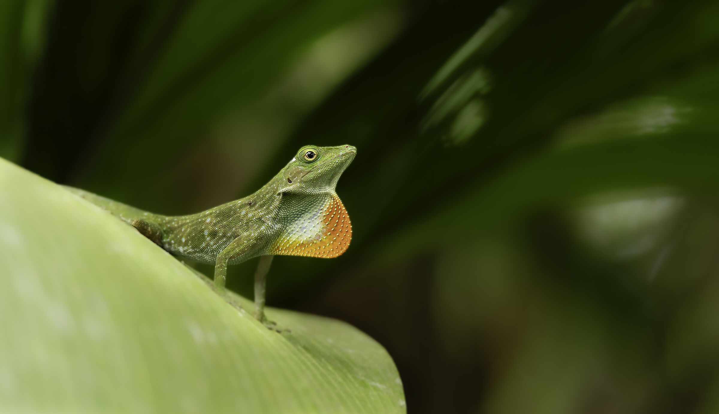 Anole verde