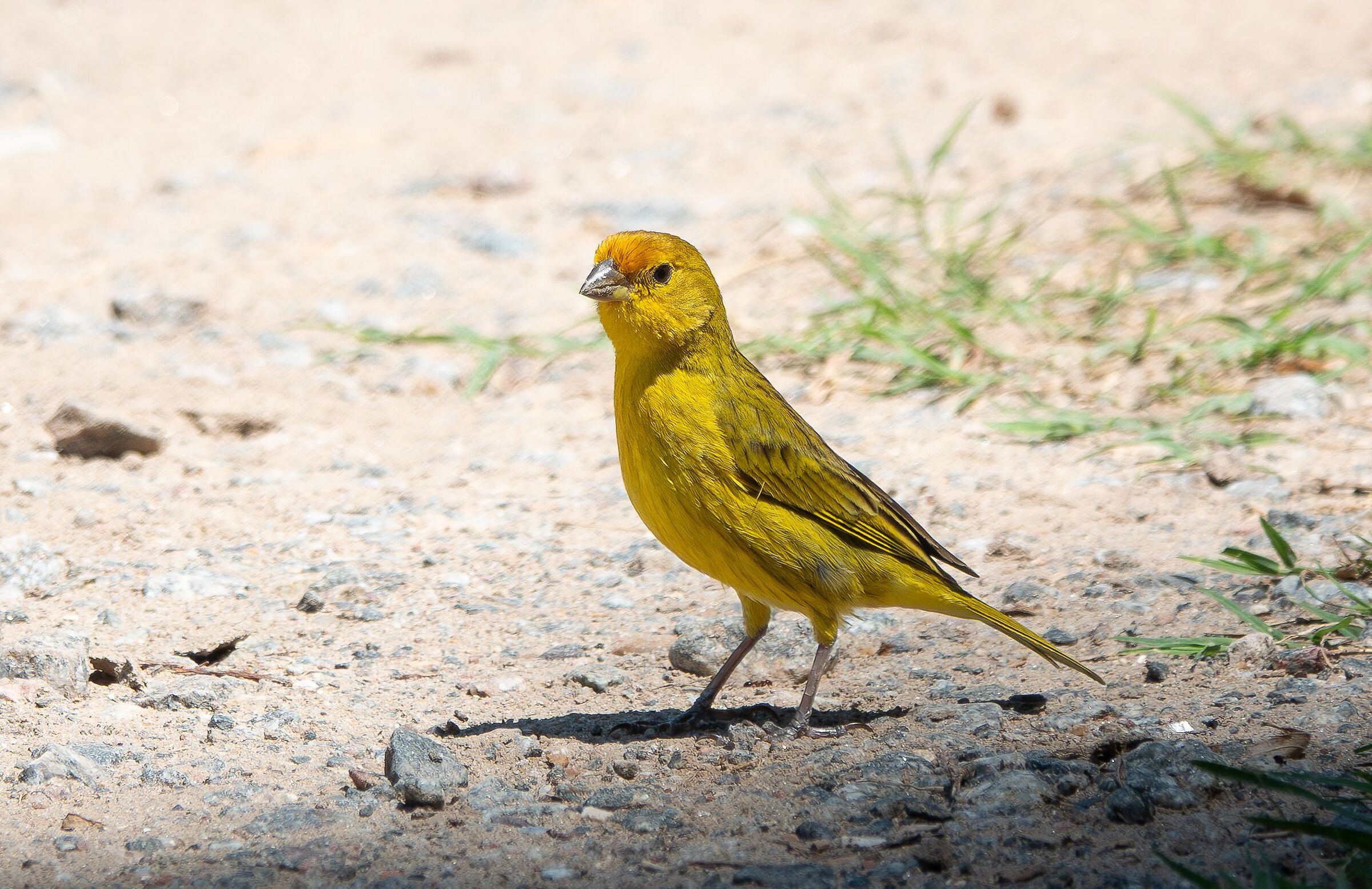 fringuello zafferano