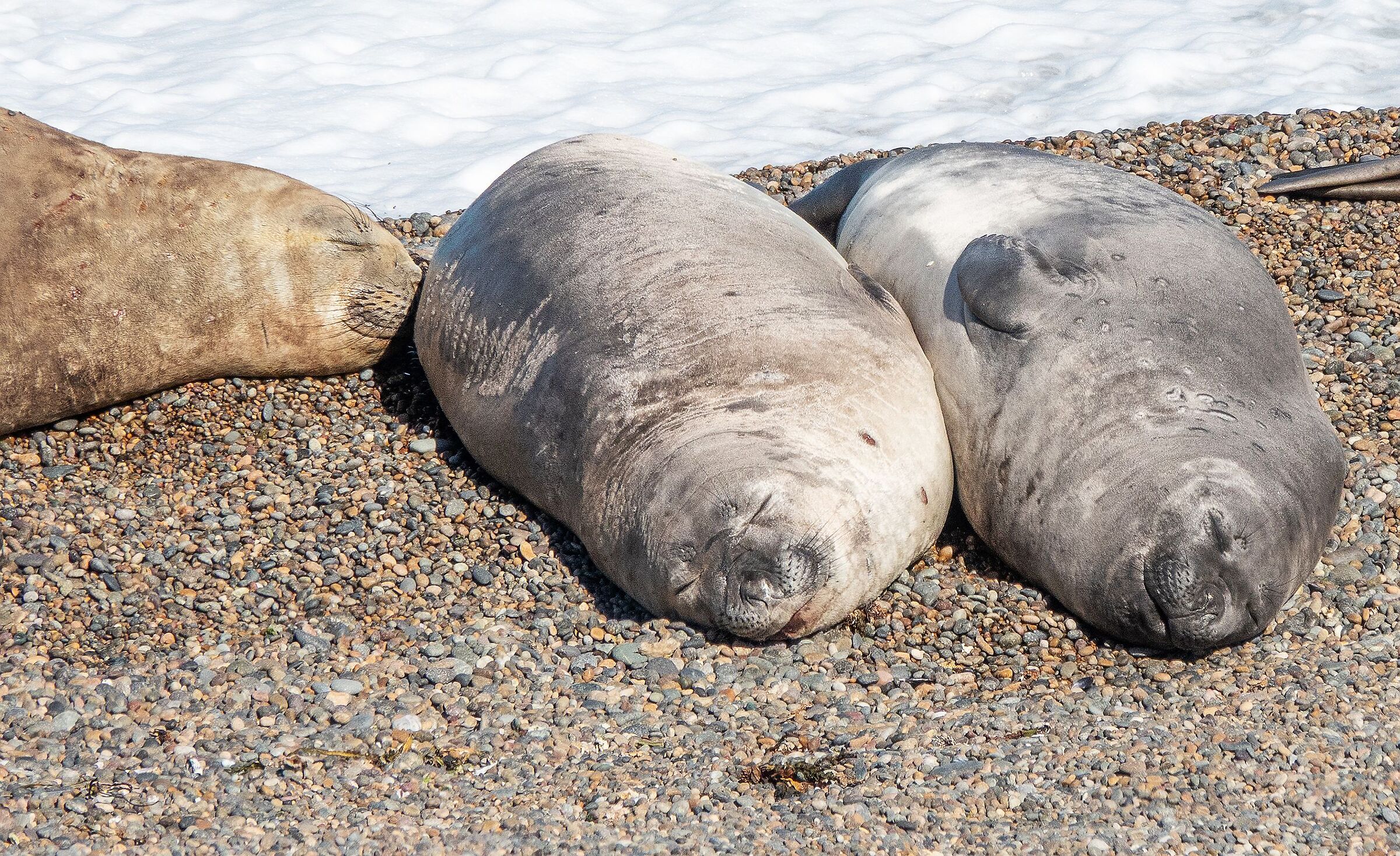 elephant seals