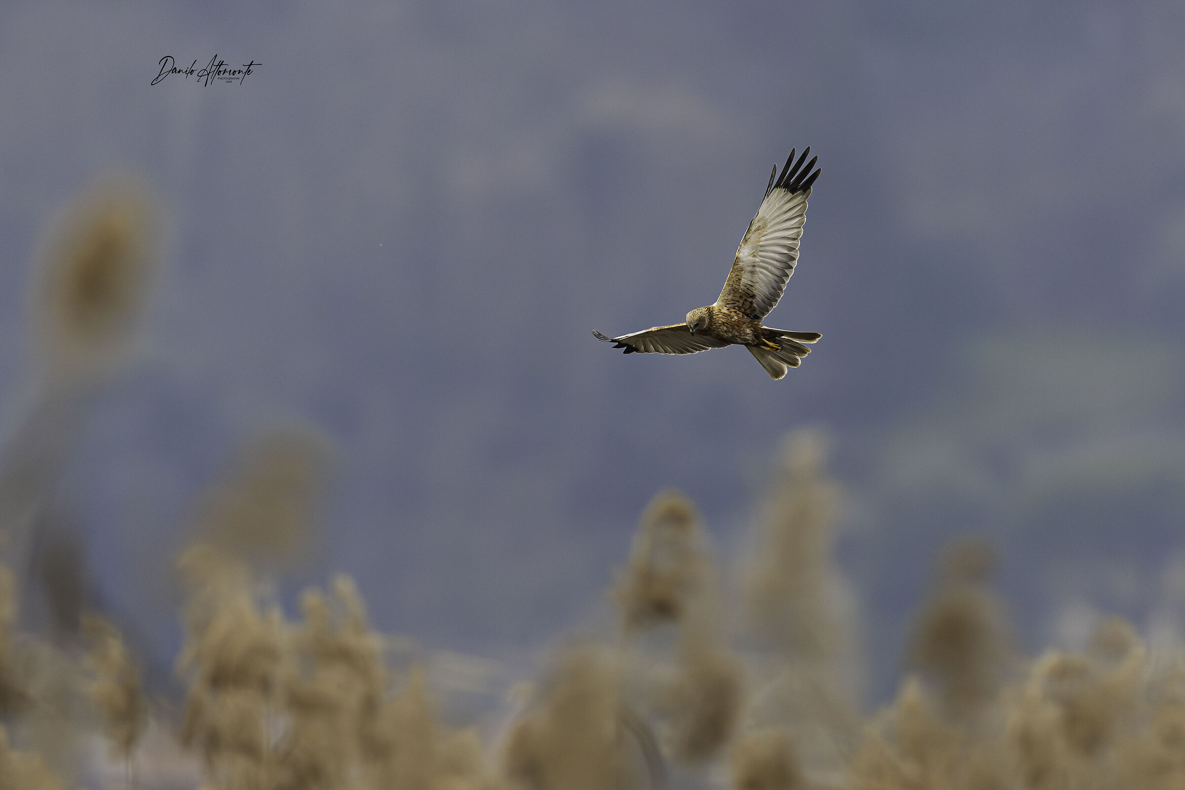Marsh Harrier