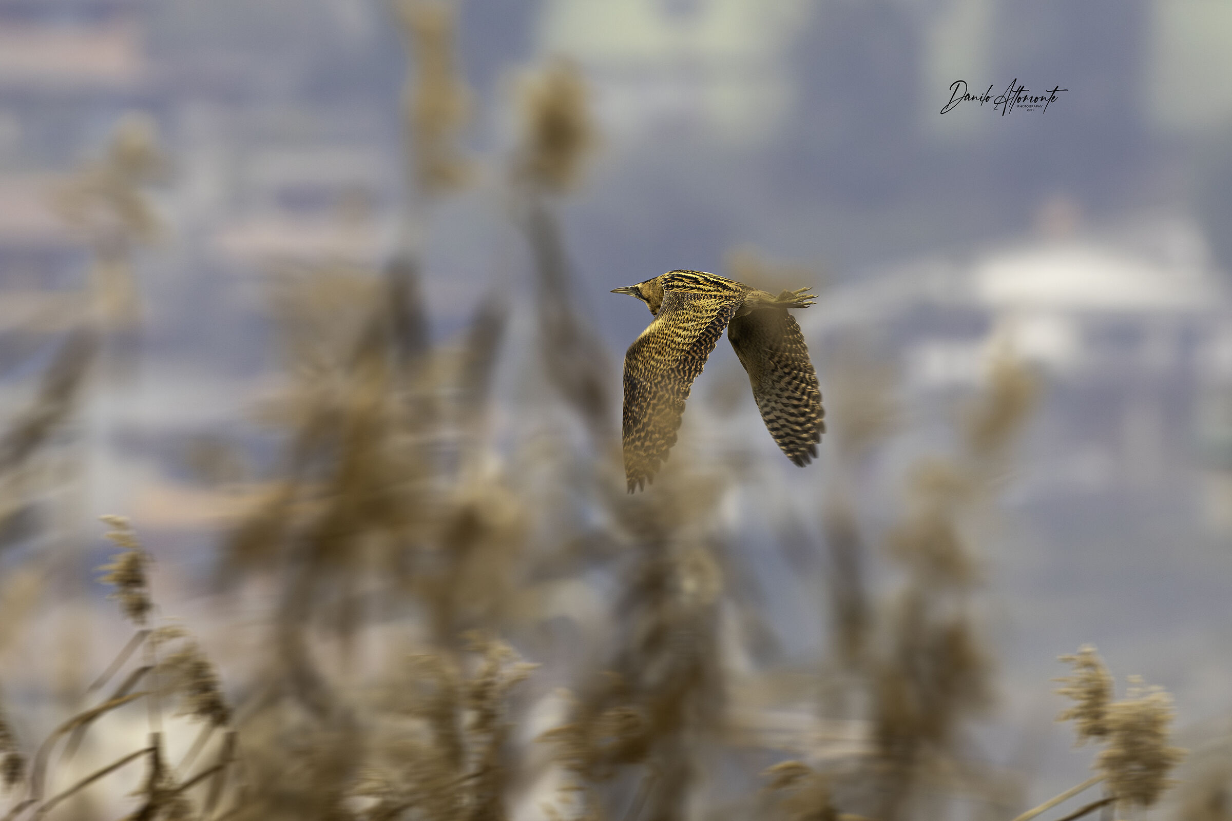 Bittern