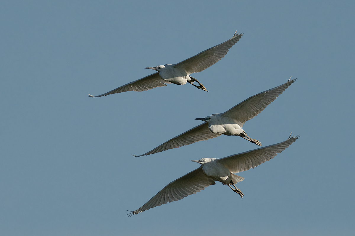Garzetta un momento fortunato