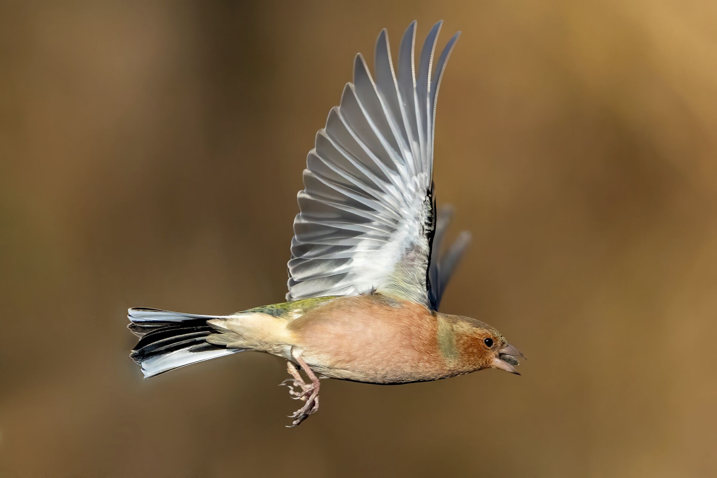 Chaffinch - Fringilla coelebs
