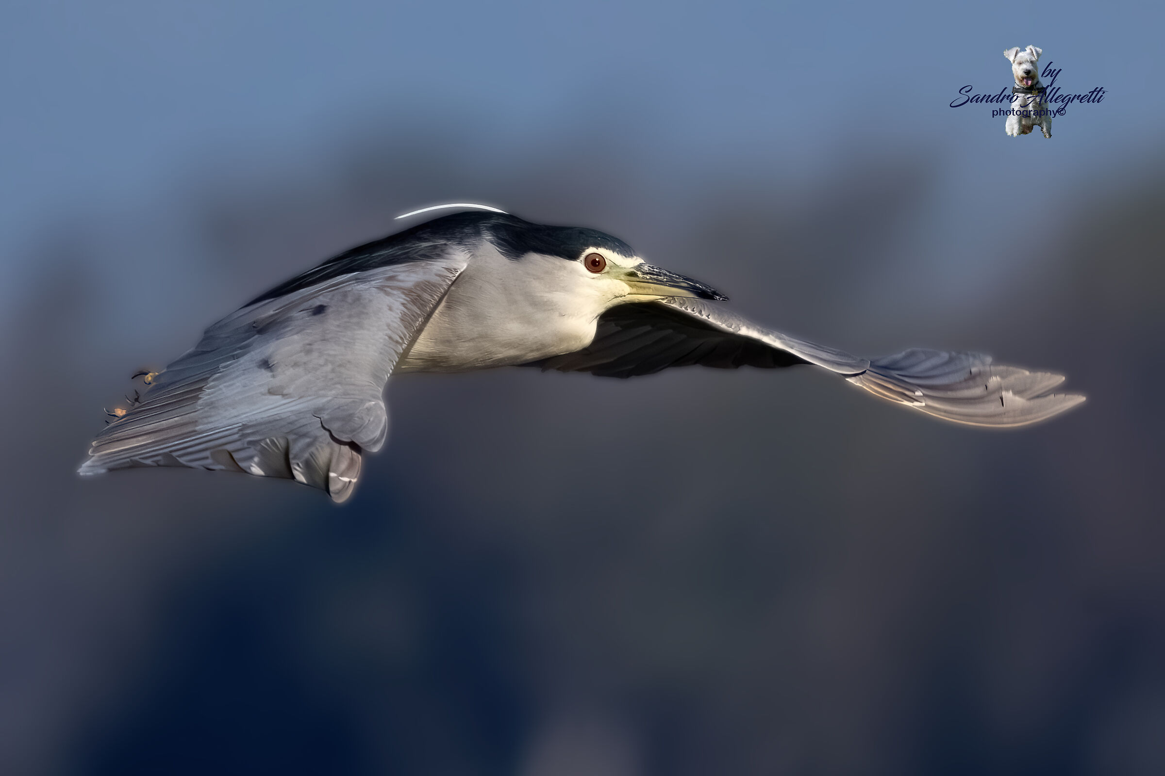 Night Heron (Nycticorax nycticorax)