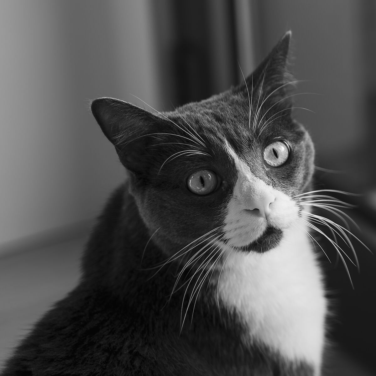 Baffi da sparv... da Yuki!