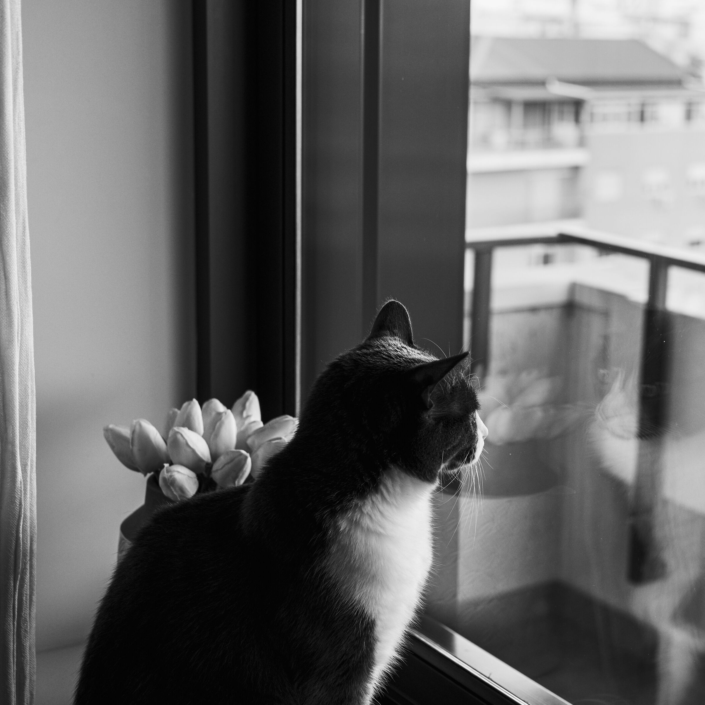 Introspezione