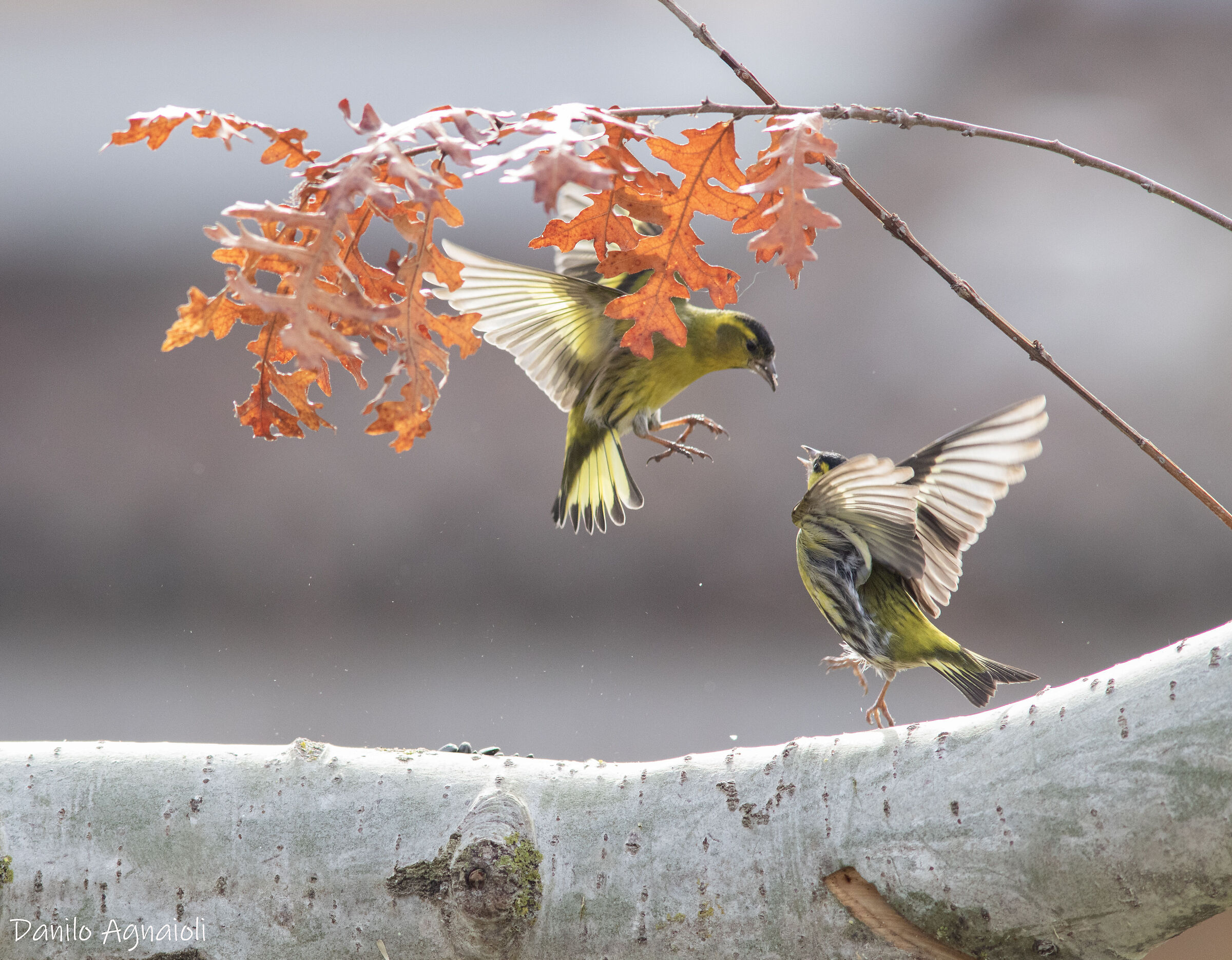 Autumn dance among the leaves