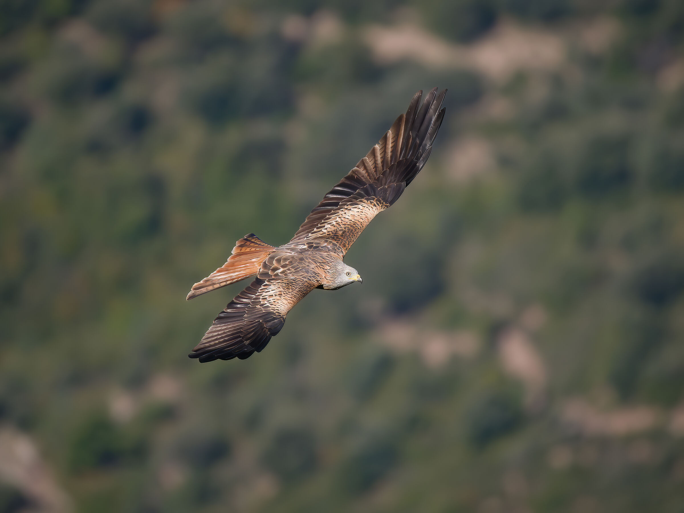Nibbio Reale (Milvus milvus )