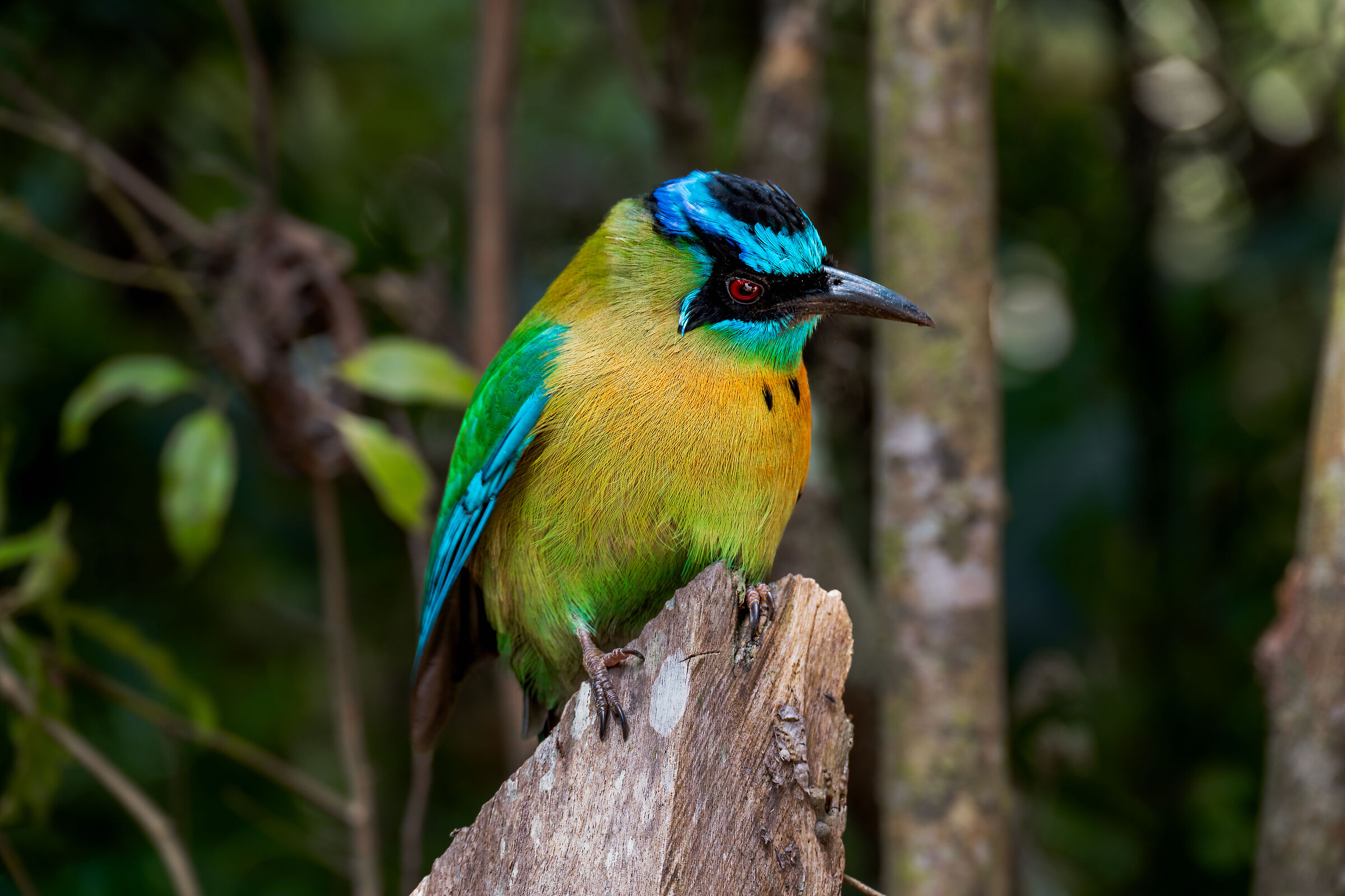 Blue crowned motmot