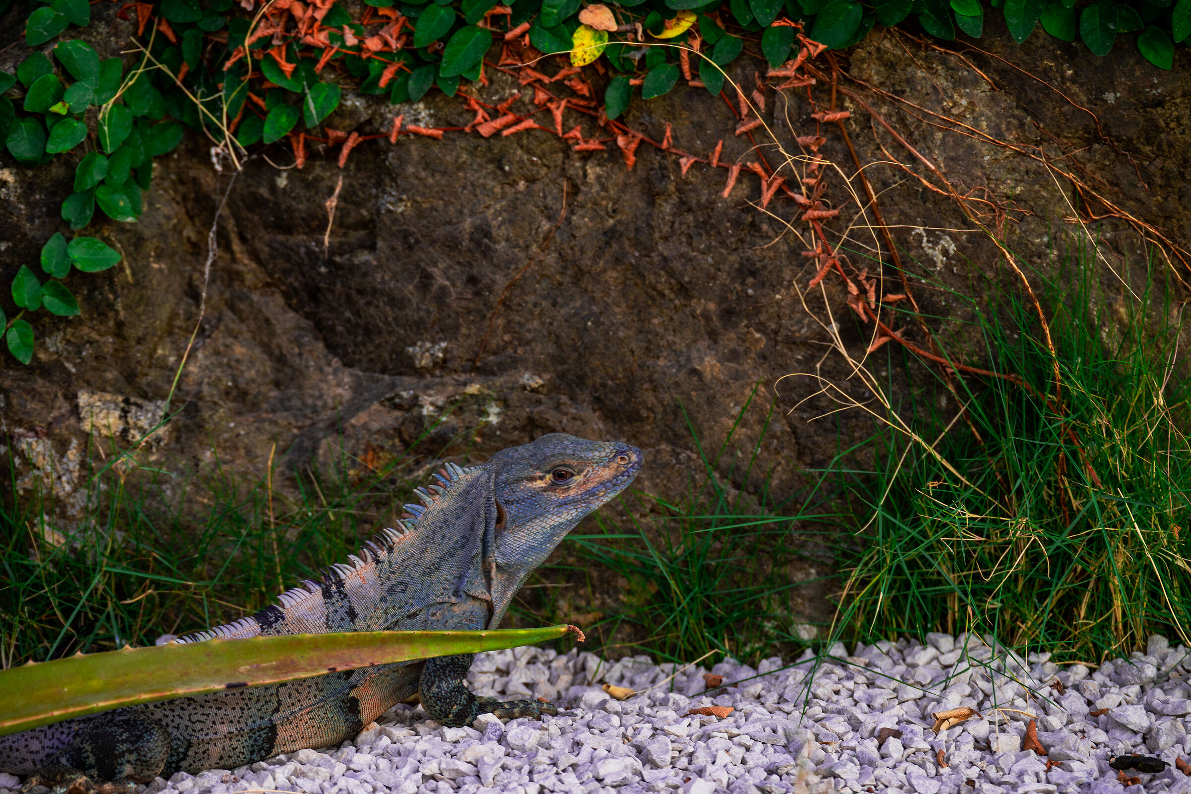 Little dinosaur in sunset light