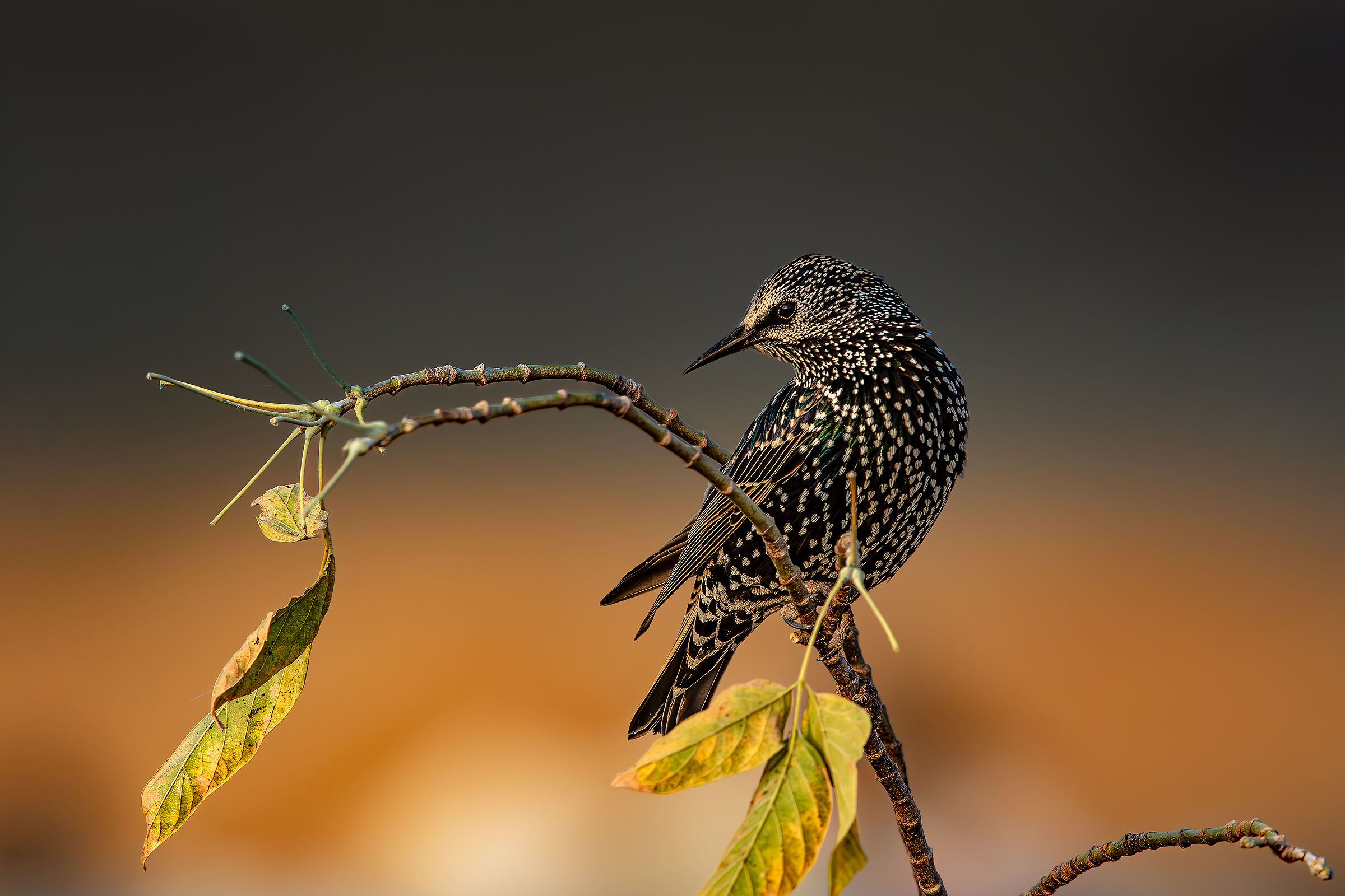 Starling