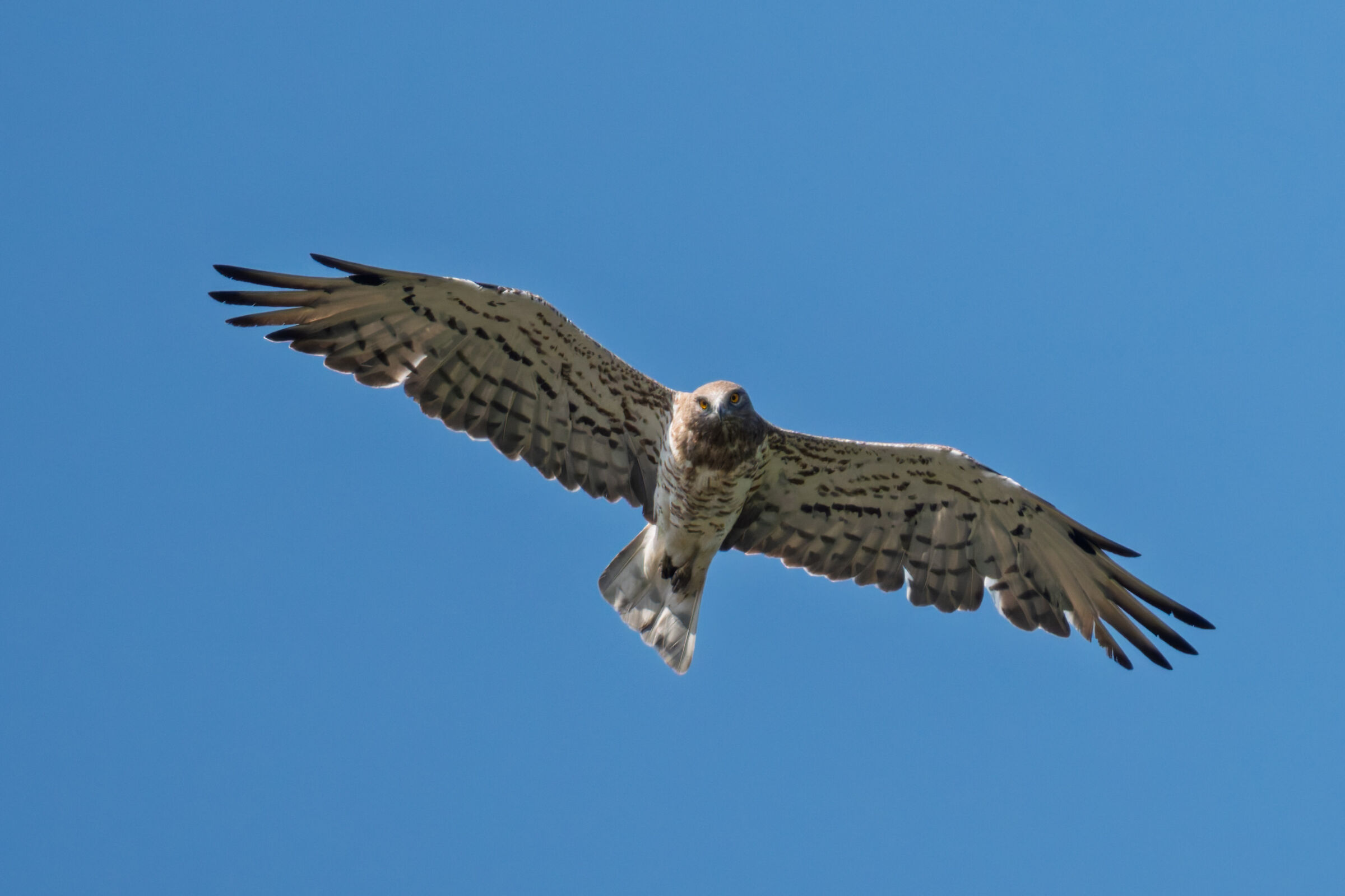 When the Biancone looks at you