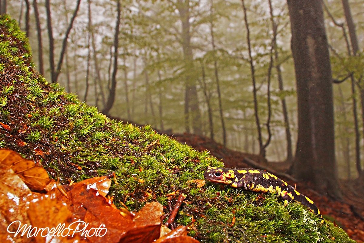 salamandra ambientata