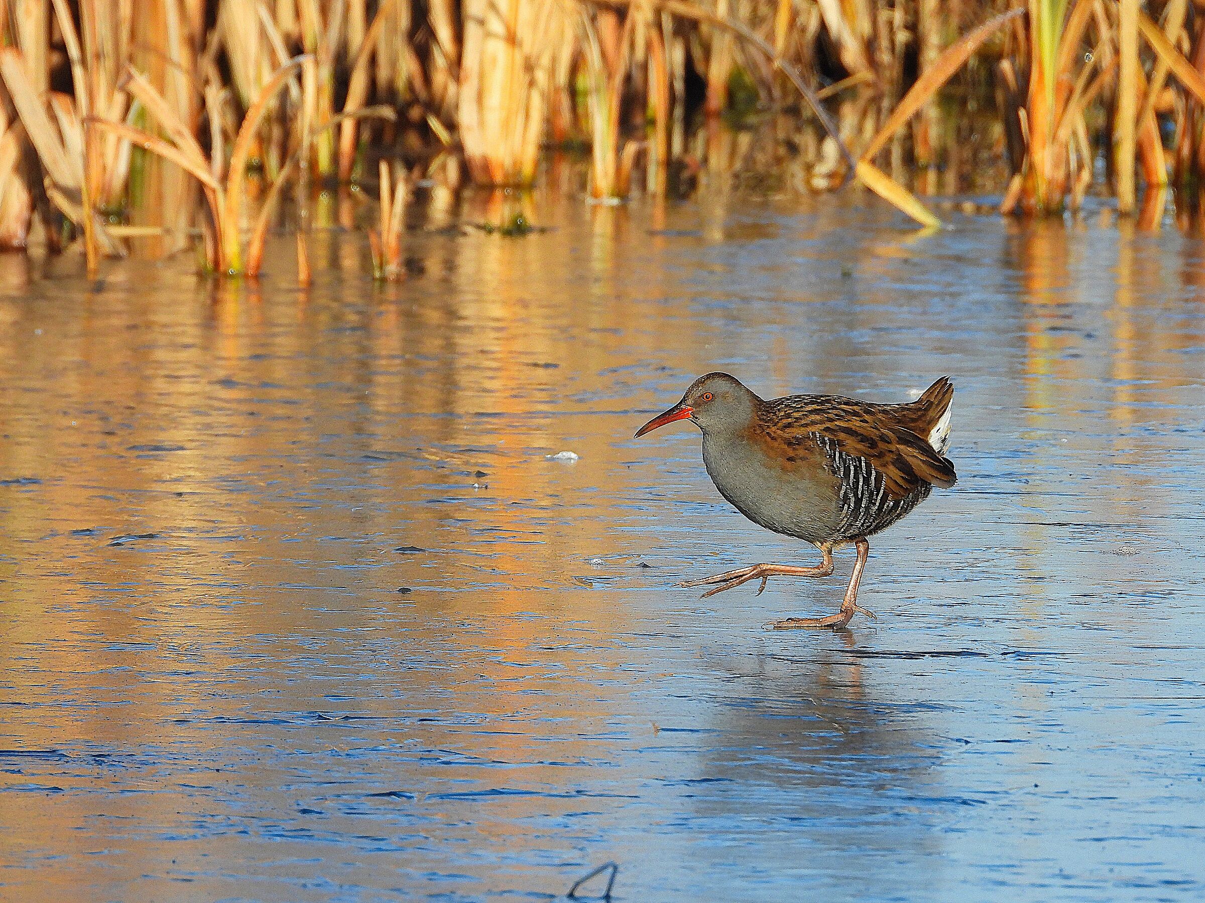Water rail...