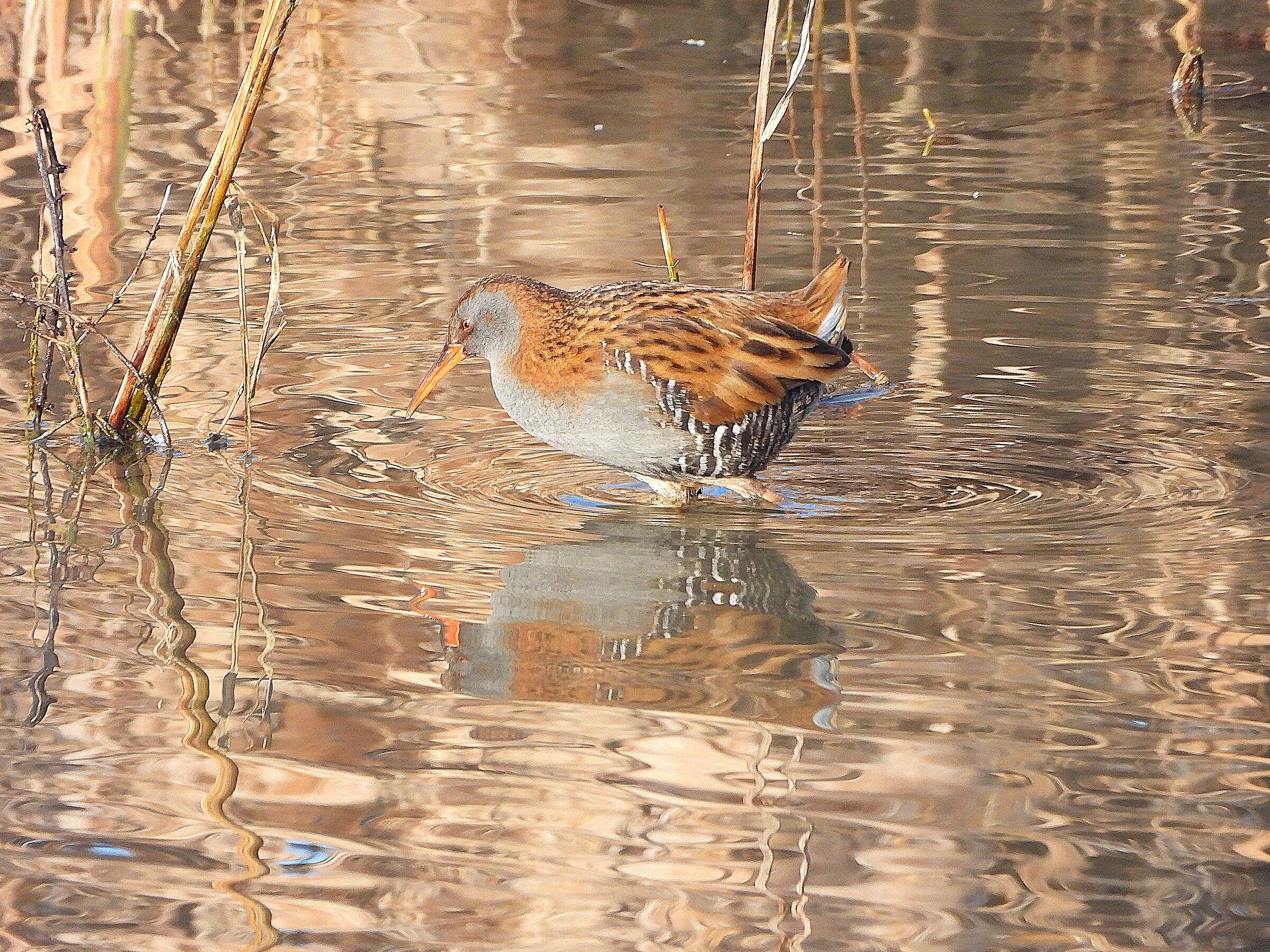 Water rail...