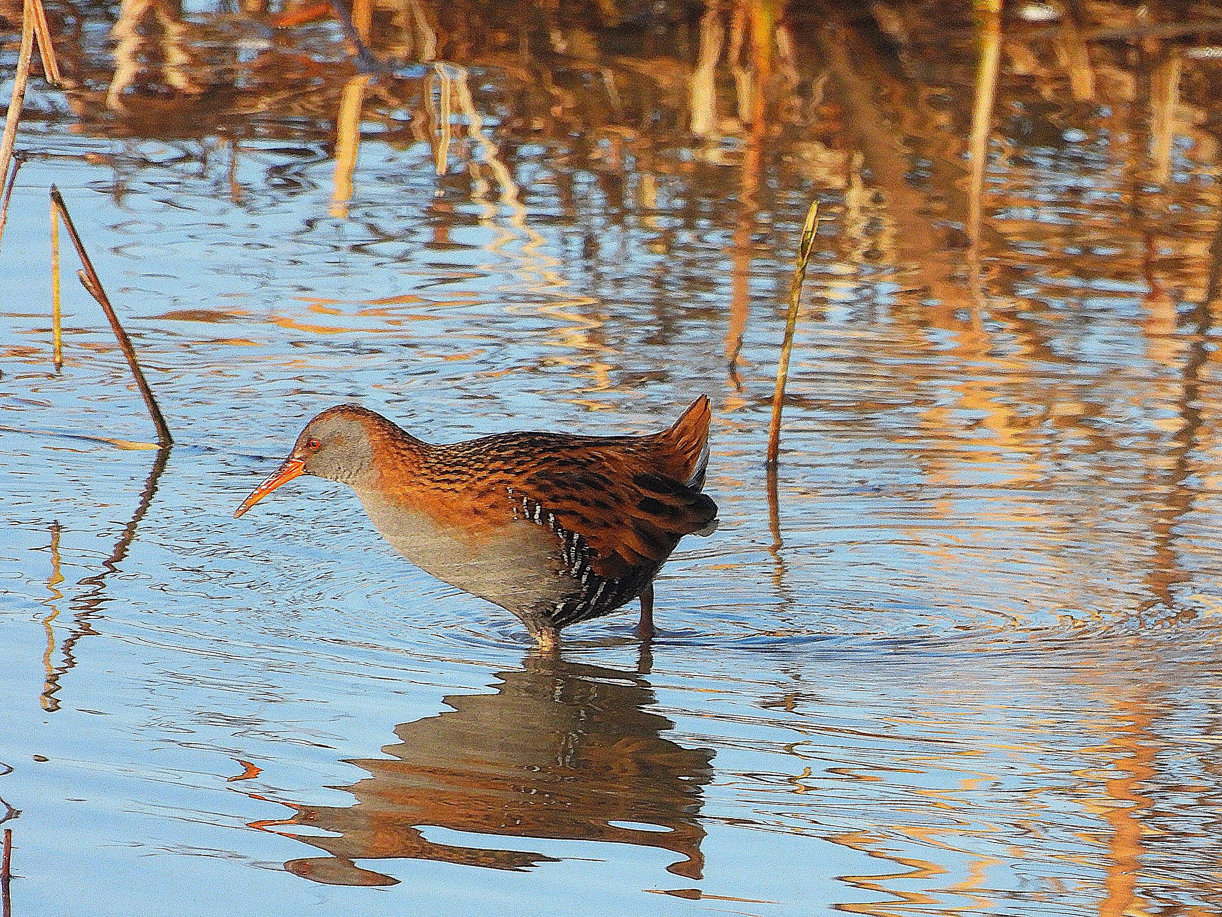Water rail...
