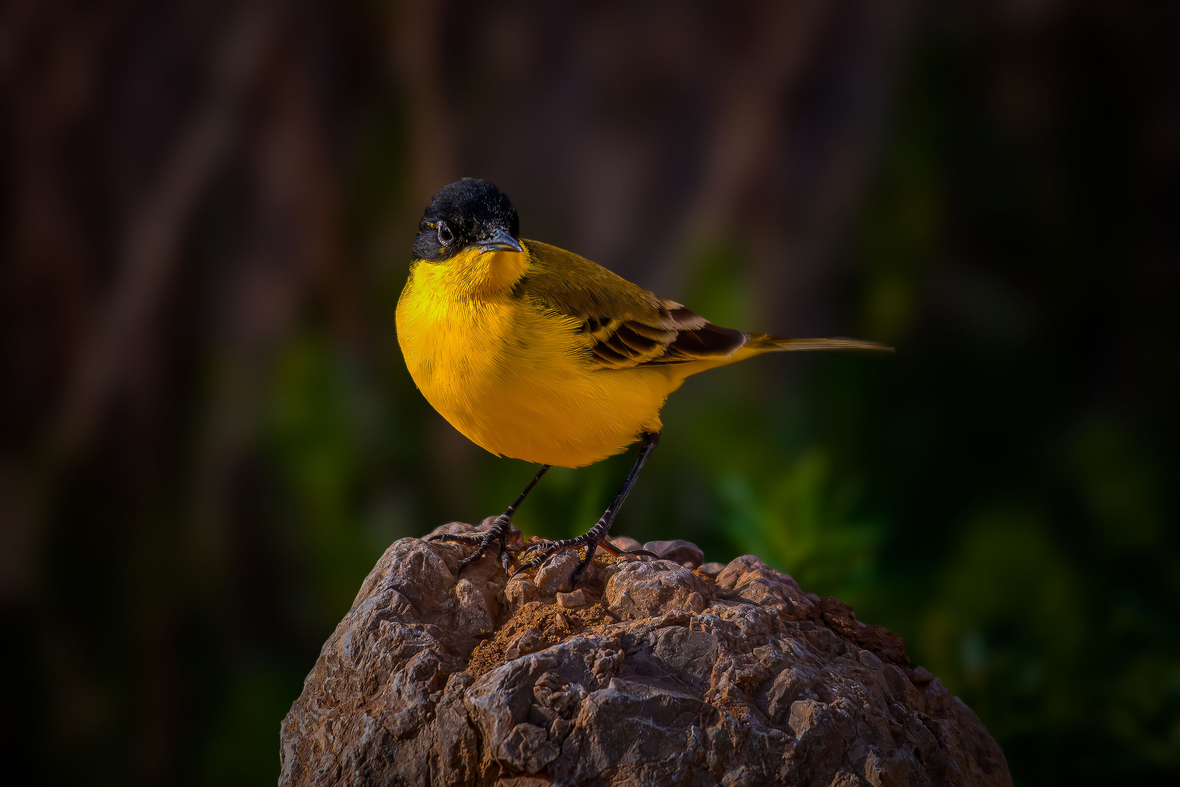 Yellow Wagtail
