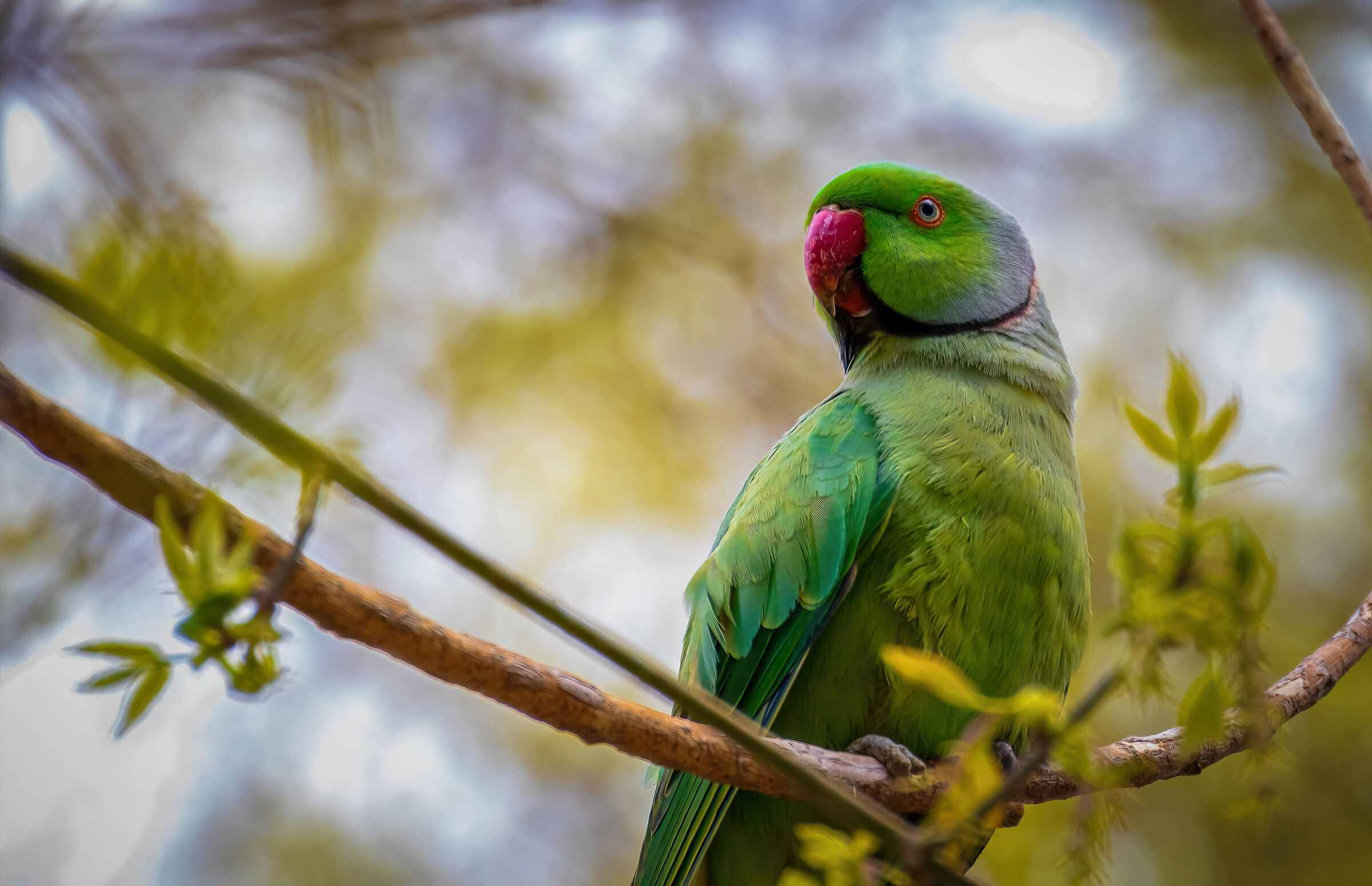Rose-ringed Parakeet