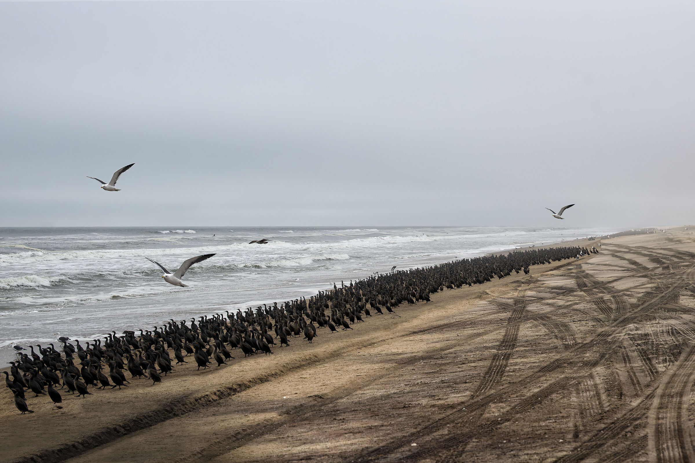 Cormorani in assemblea, Sandwich Harbour