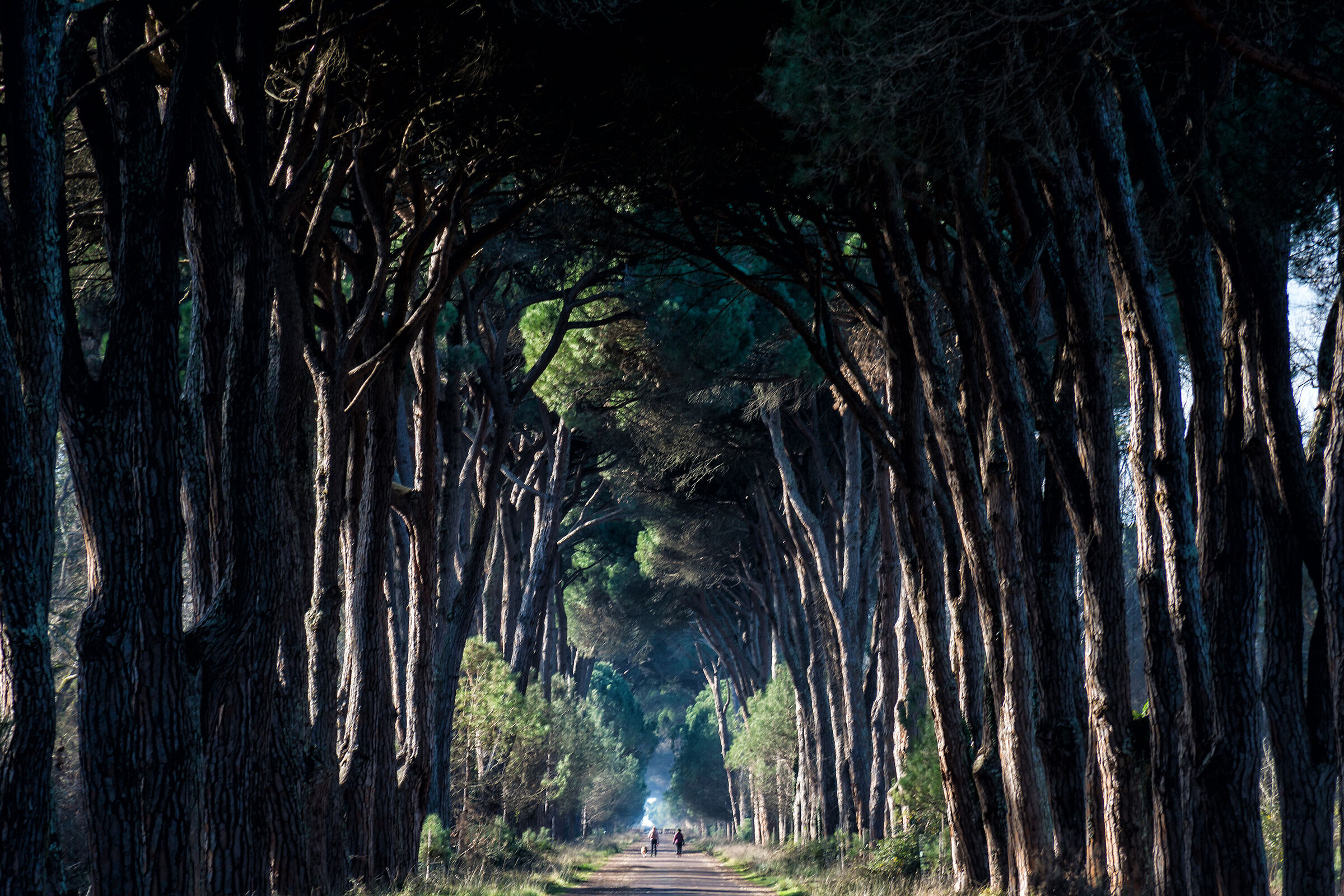 The Dark Hedges of San Rossore