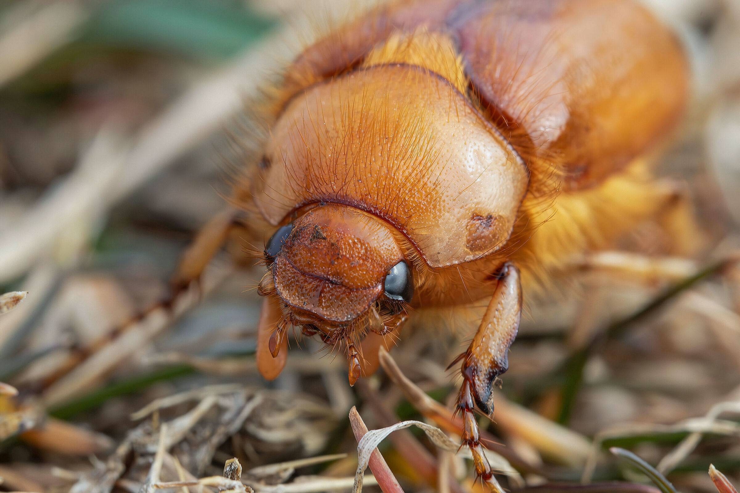 Firminus ciliatus vexillis