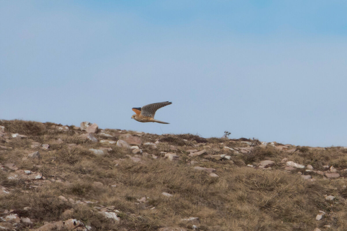 Kestrel