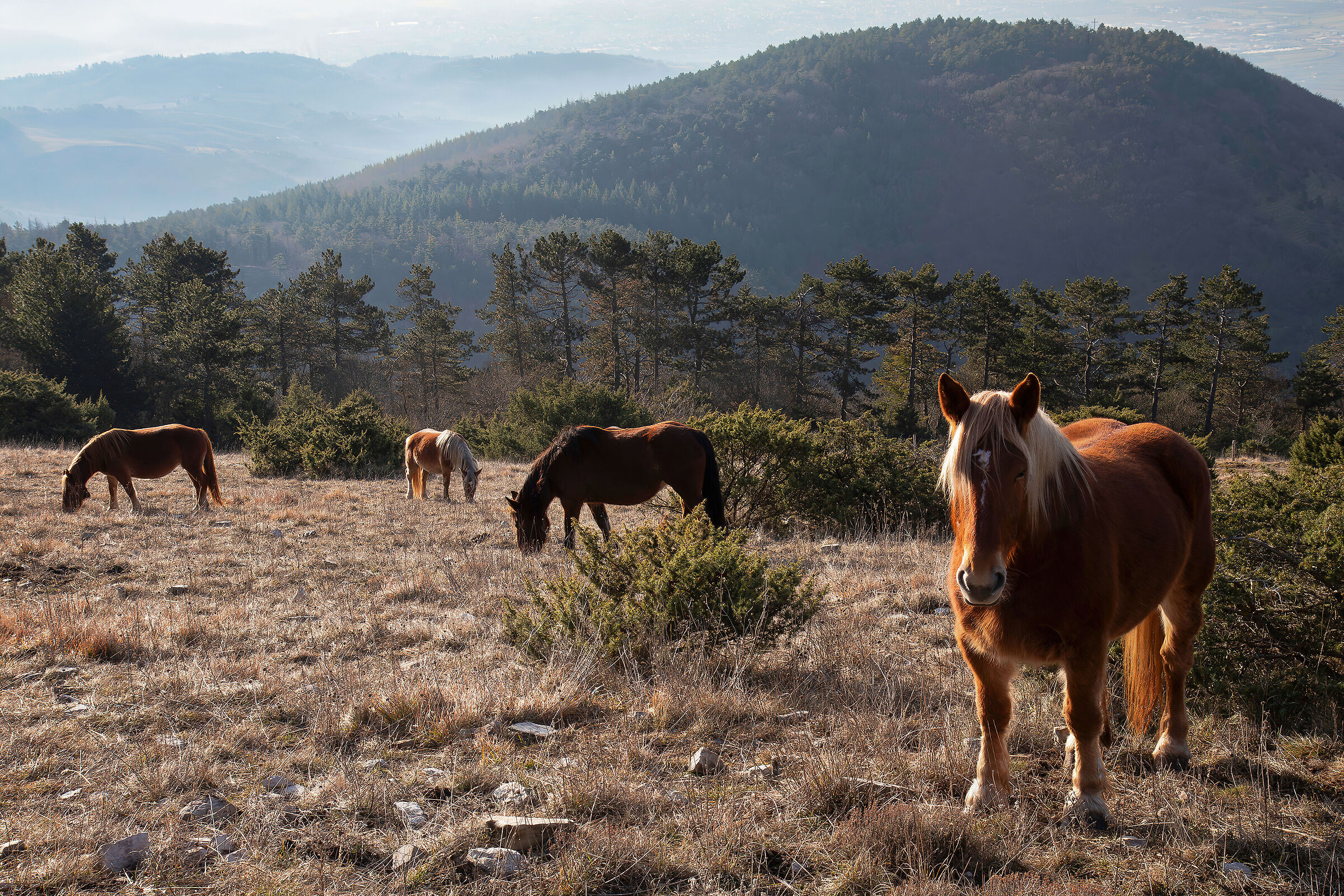 Horses