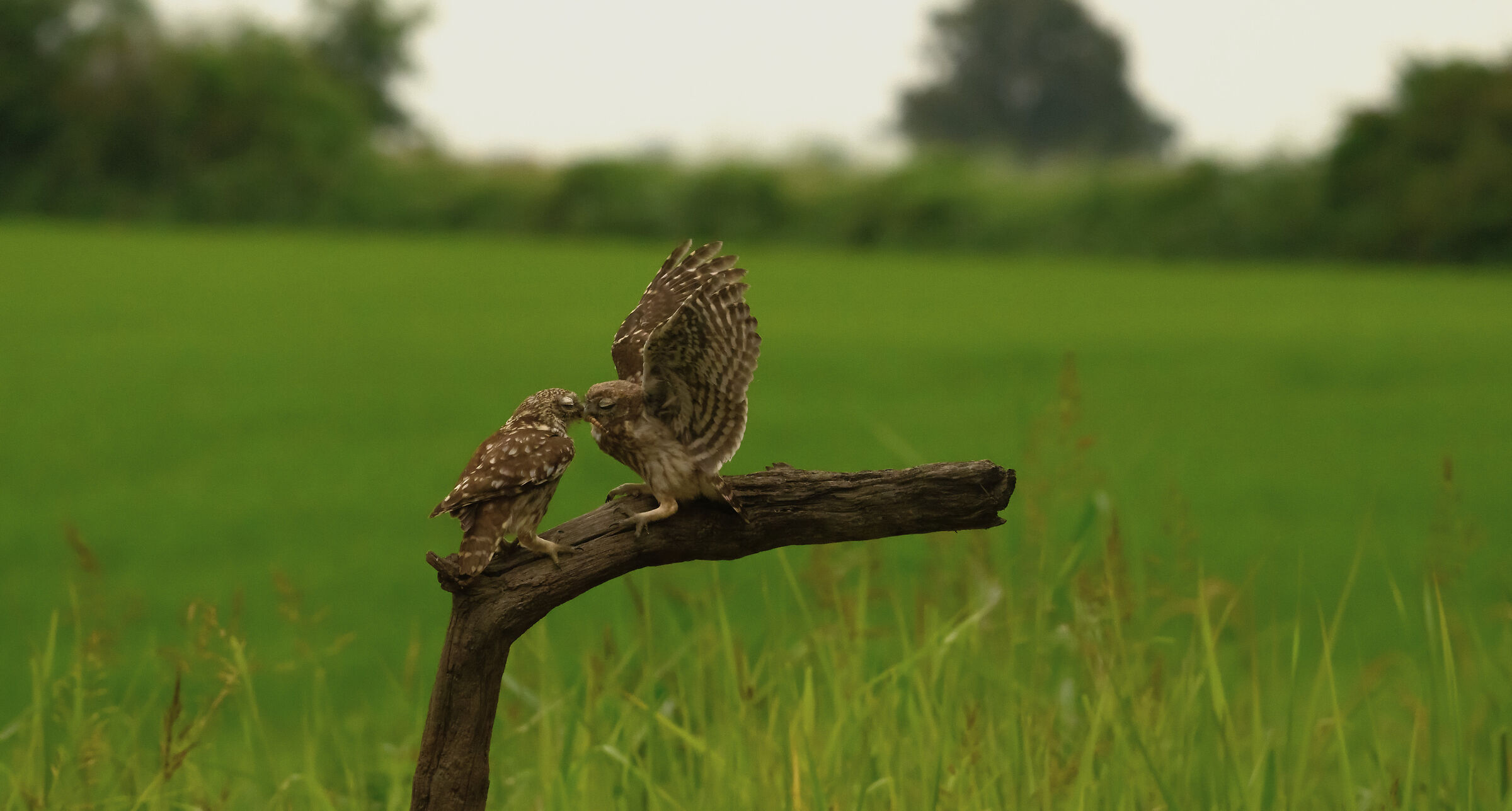 Common owl, cue 3