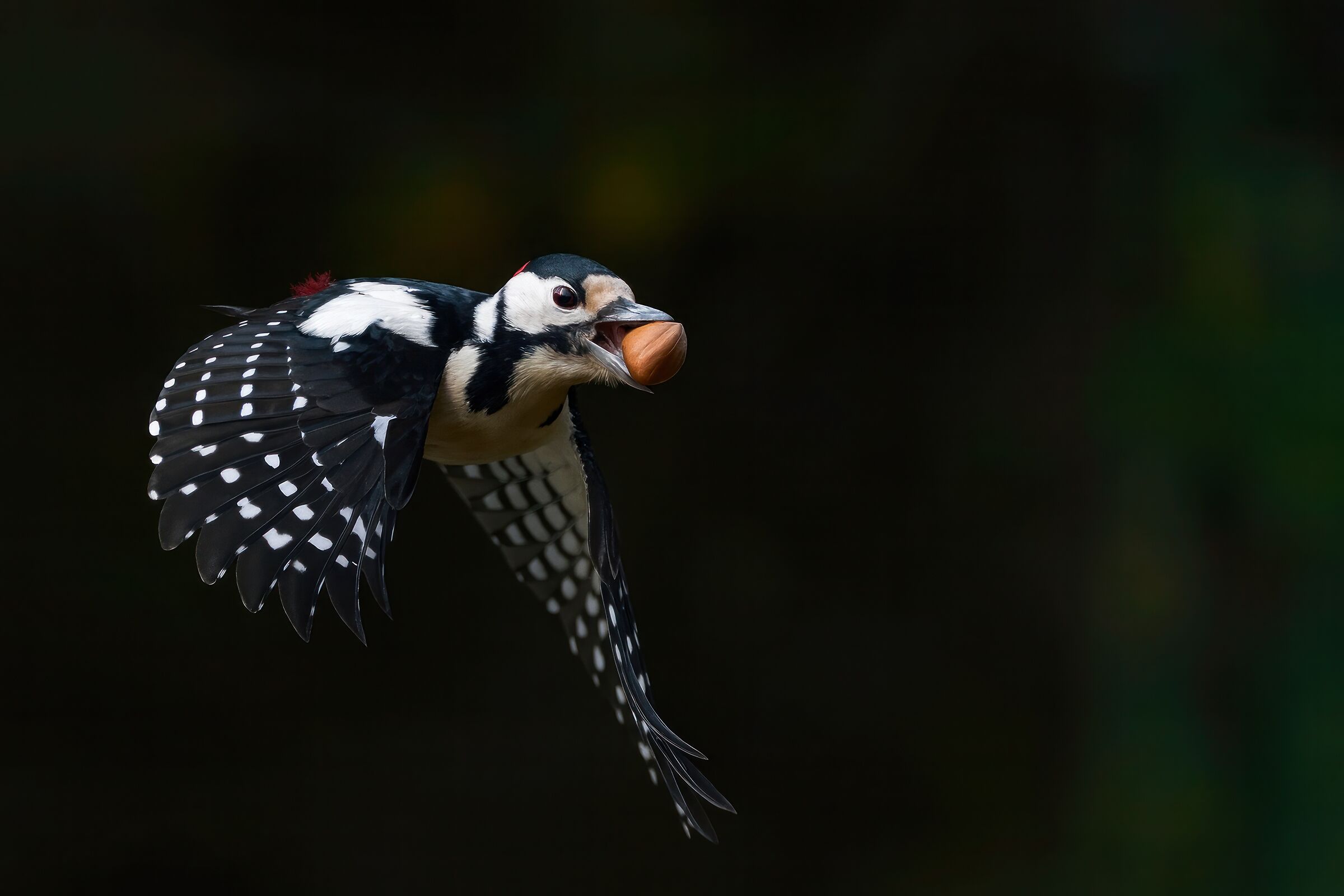 Spotted woodpecker