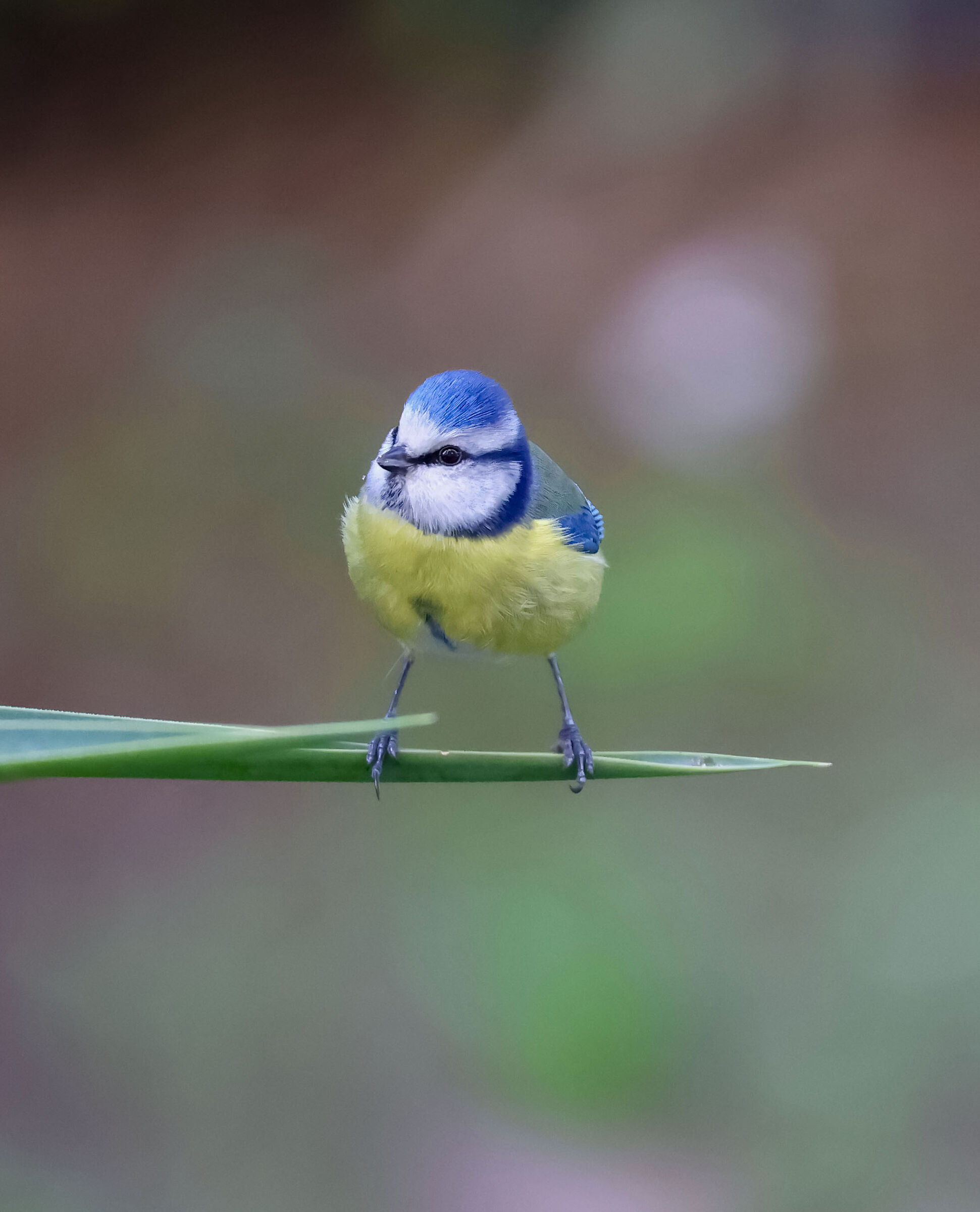 The Blue