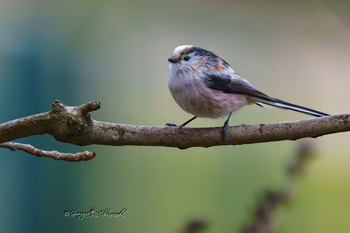 Codibugnolo (Aegithalos caudatus)