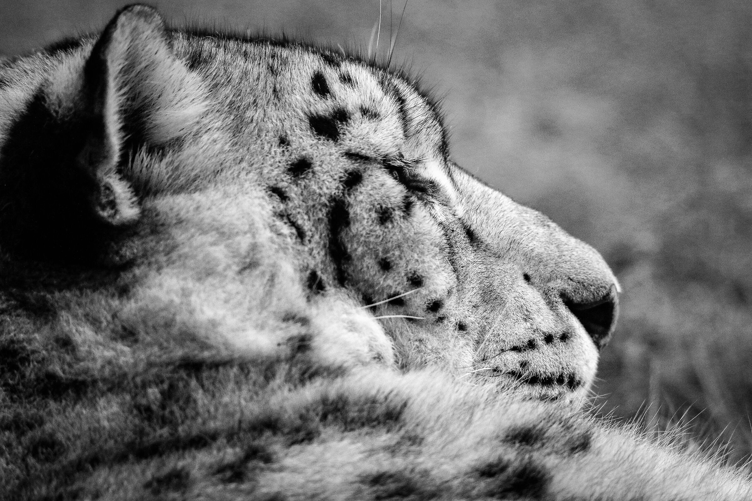 Another detail of snow leopard