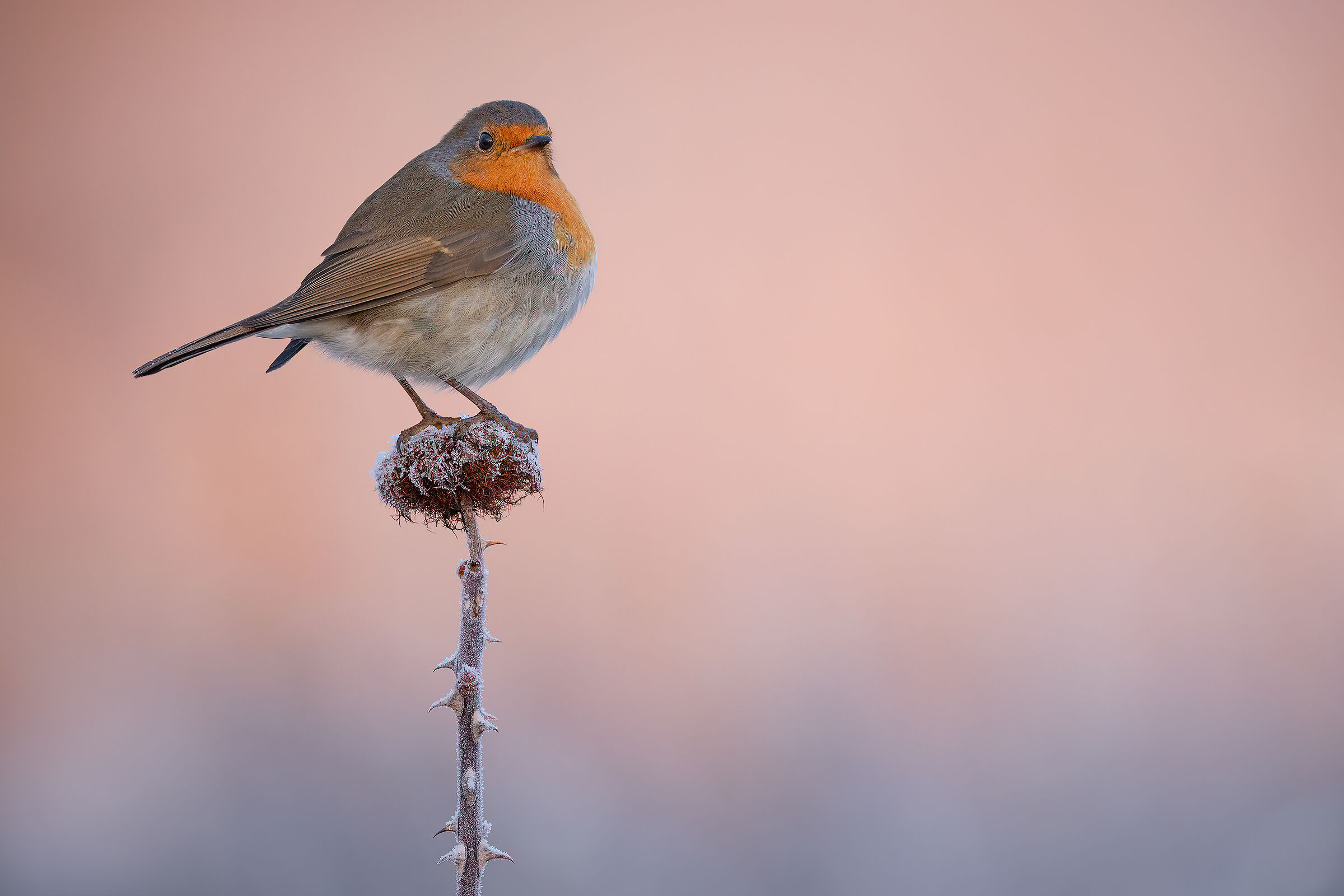 Robin