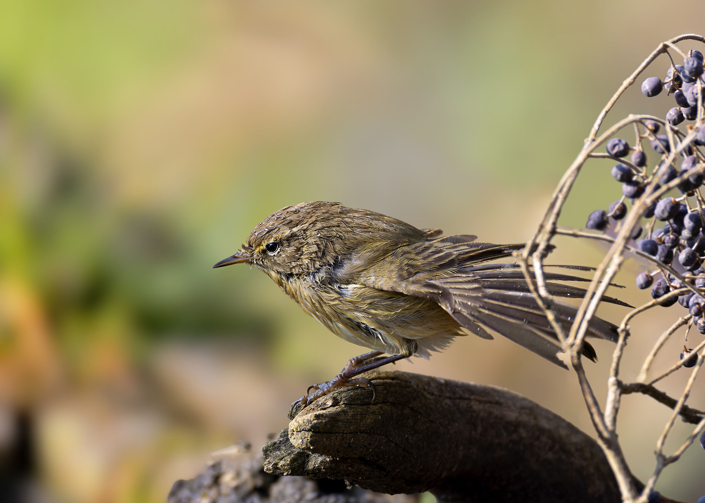 Little warbler