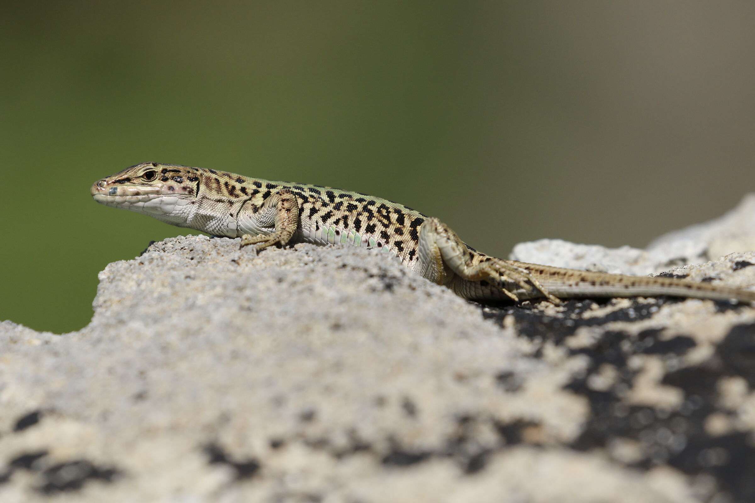 " Crop 6 Cento 40 " Canon 100-400 L IS USM II, 7 D...