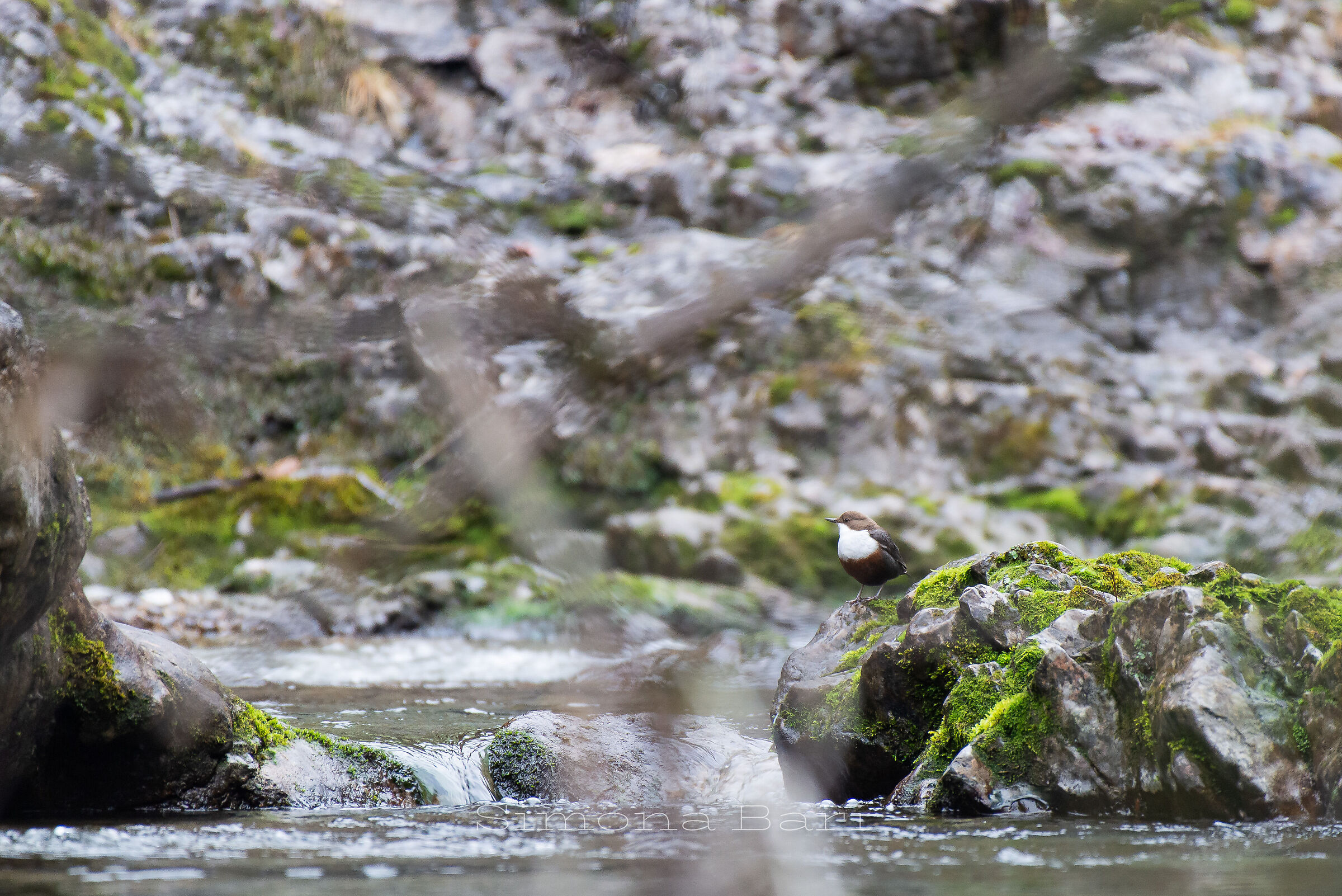 Merlo acquaiolo - Cinclus Cinclus