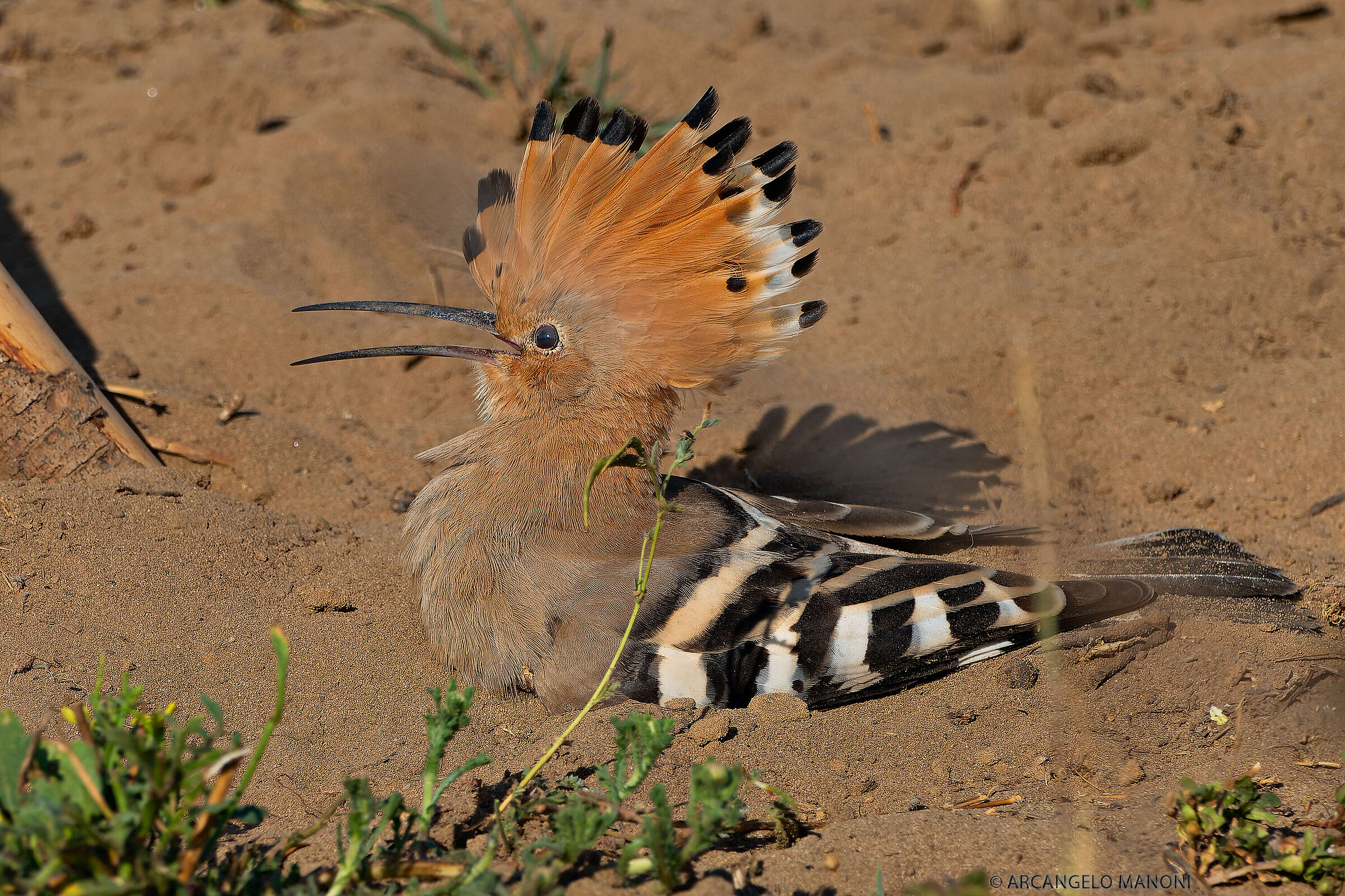 Upupa che fa il bagnetto di sabbia