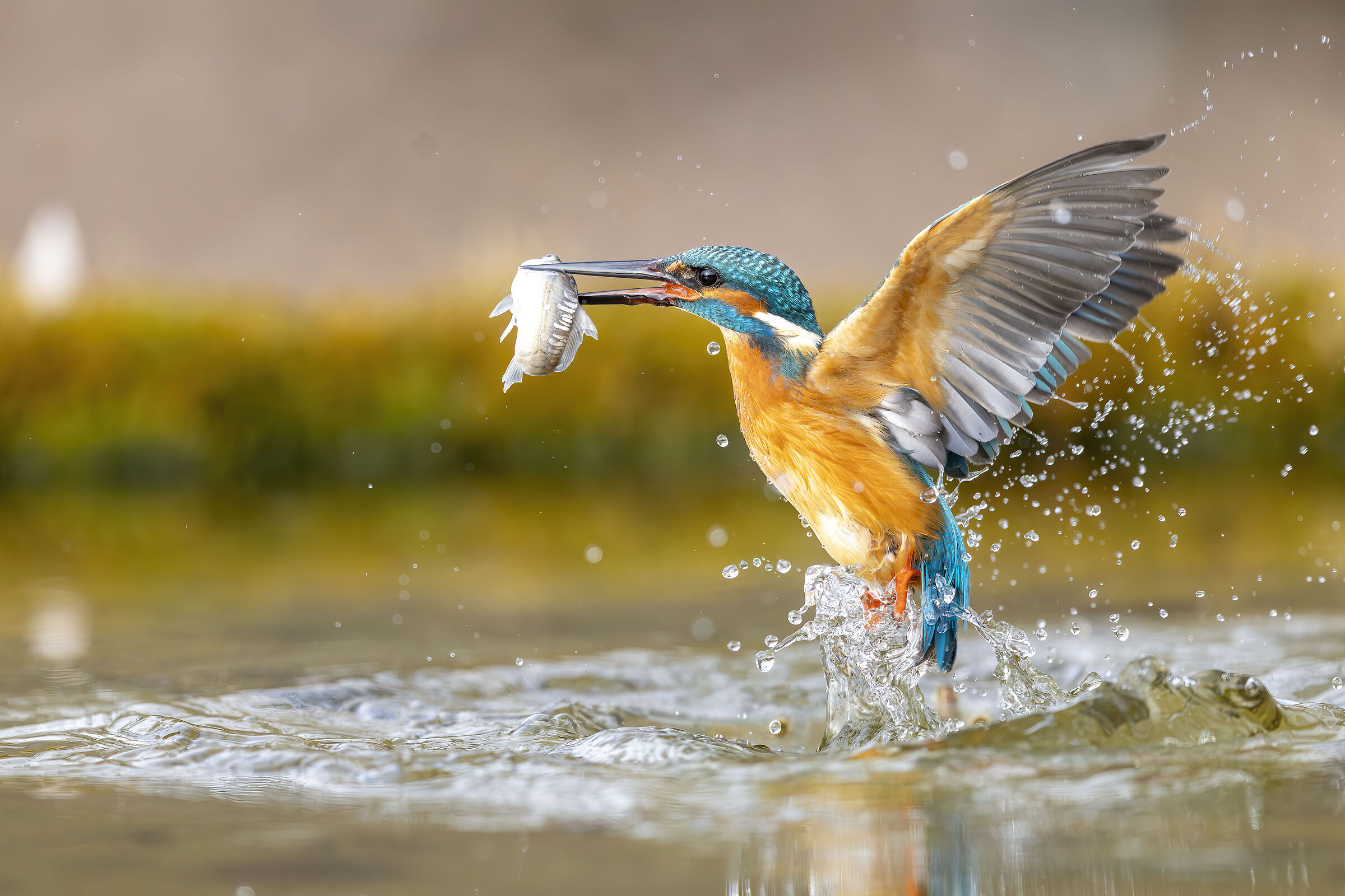 Kingfisher lipu oasis of Gaggio