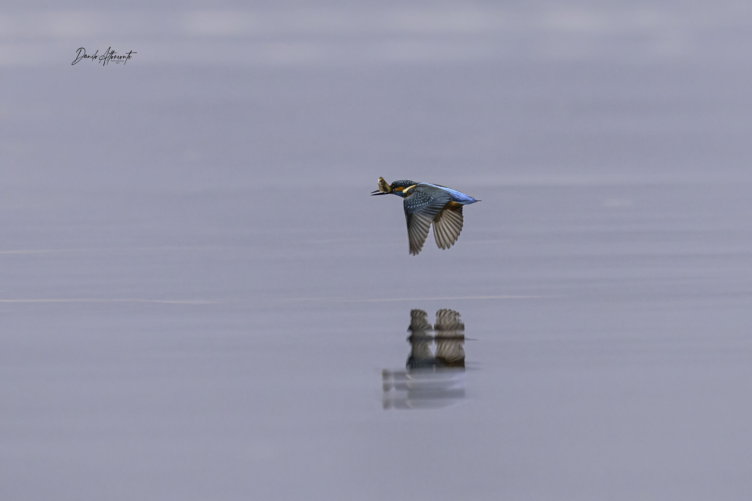 Kingfisher