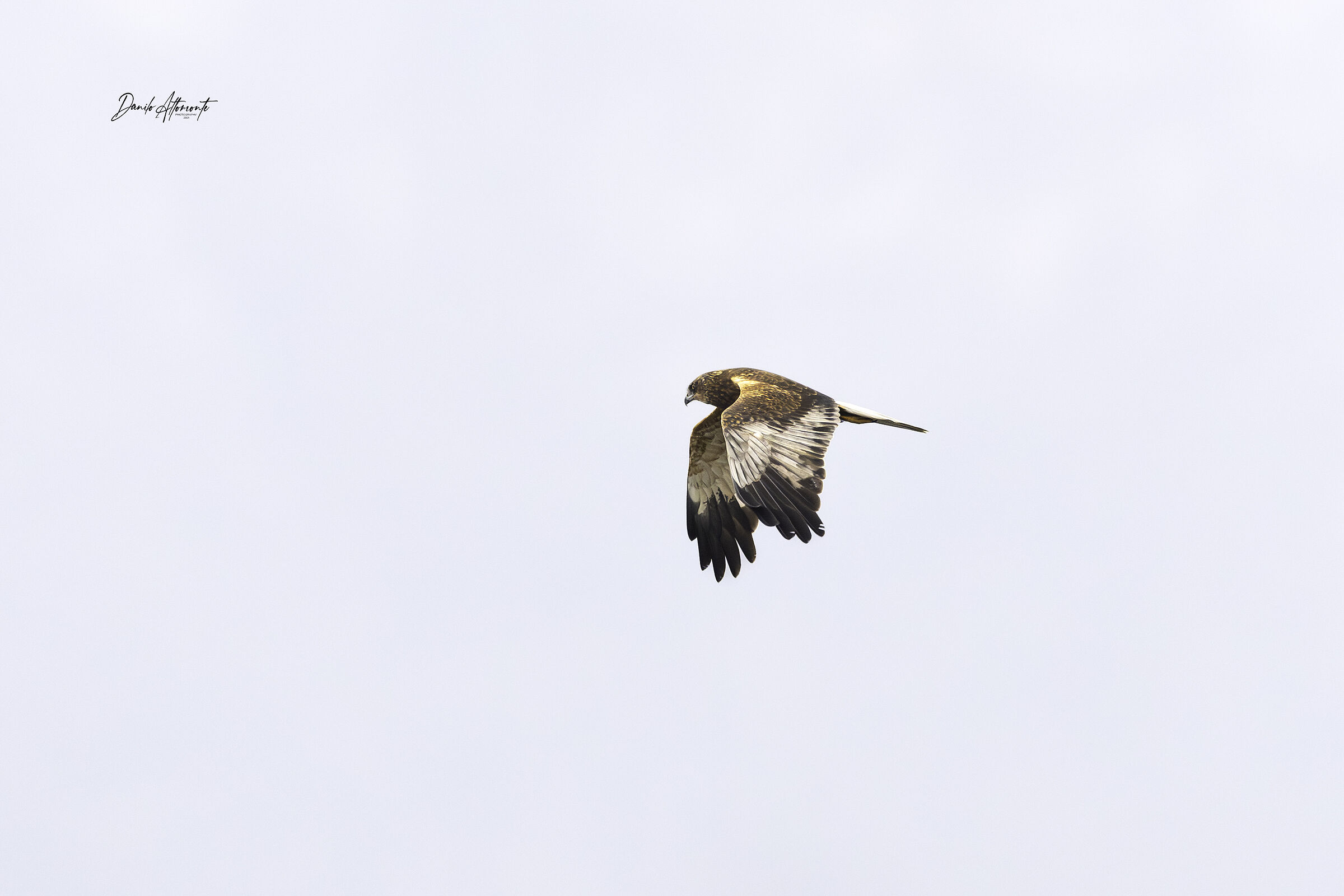Marsh Harrier