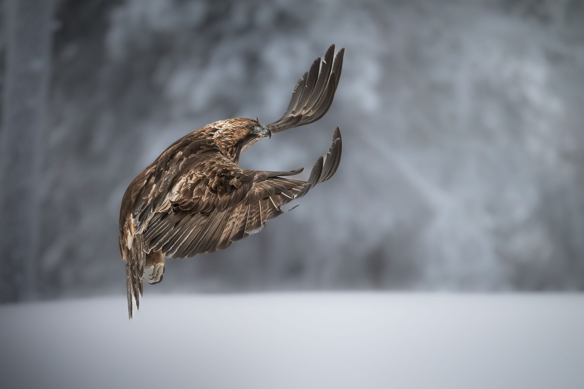 Aquila Reale Lapponia