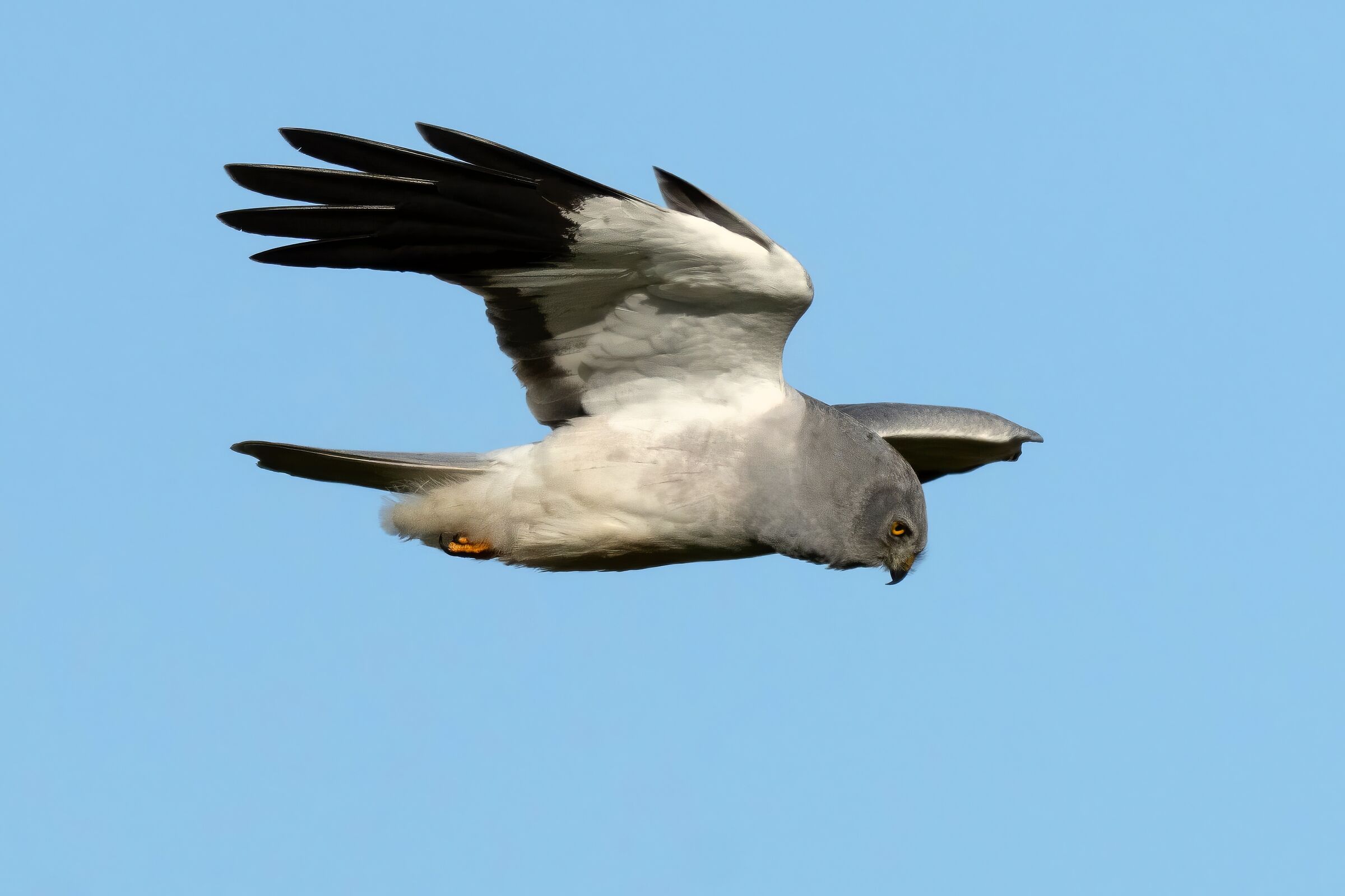 Hen Harrier (Circus cyaneus)